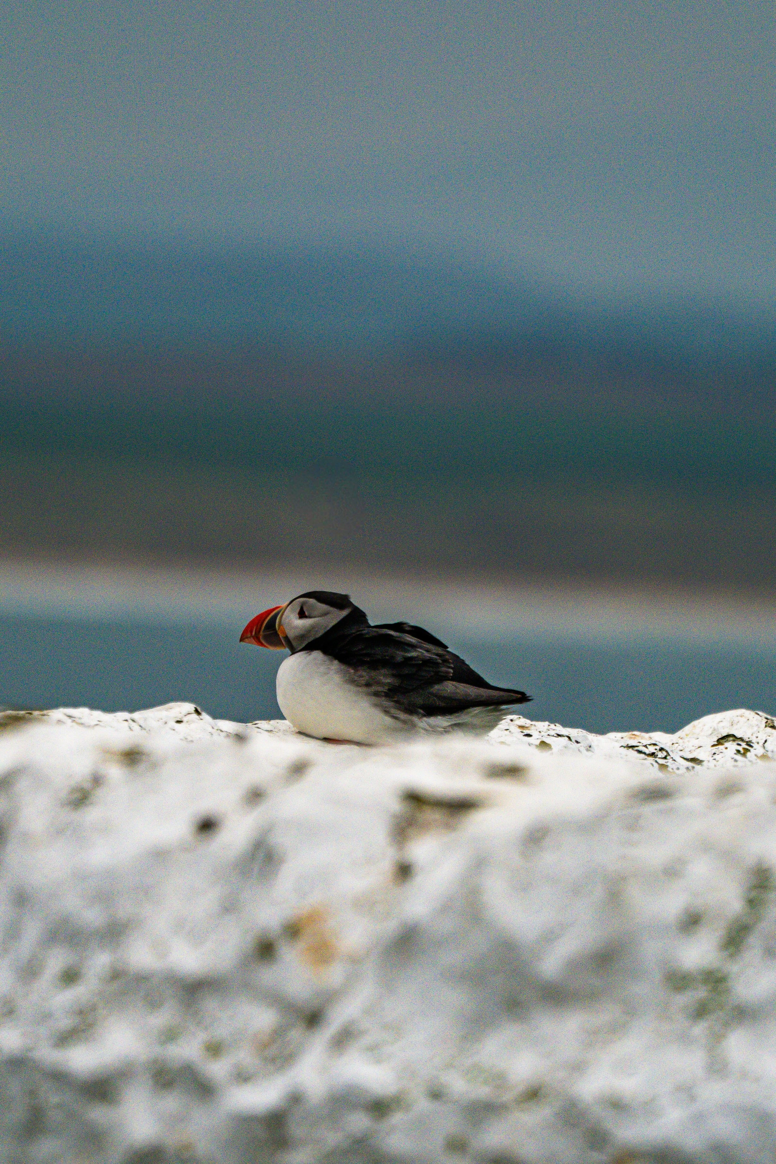 atlantic-puffin-peeking-over-guano-covered-rock-sea-background-farne-islands.jpg