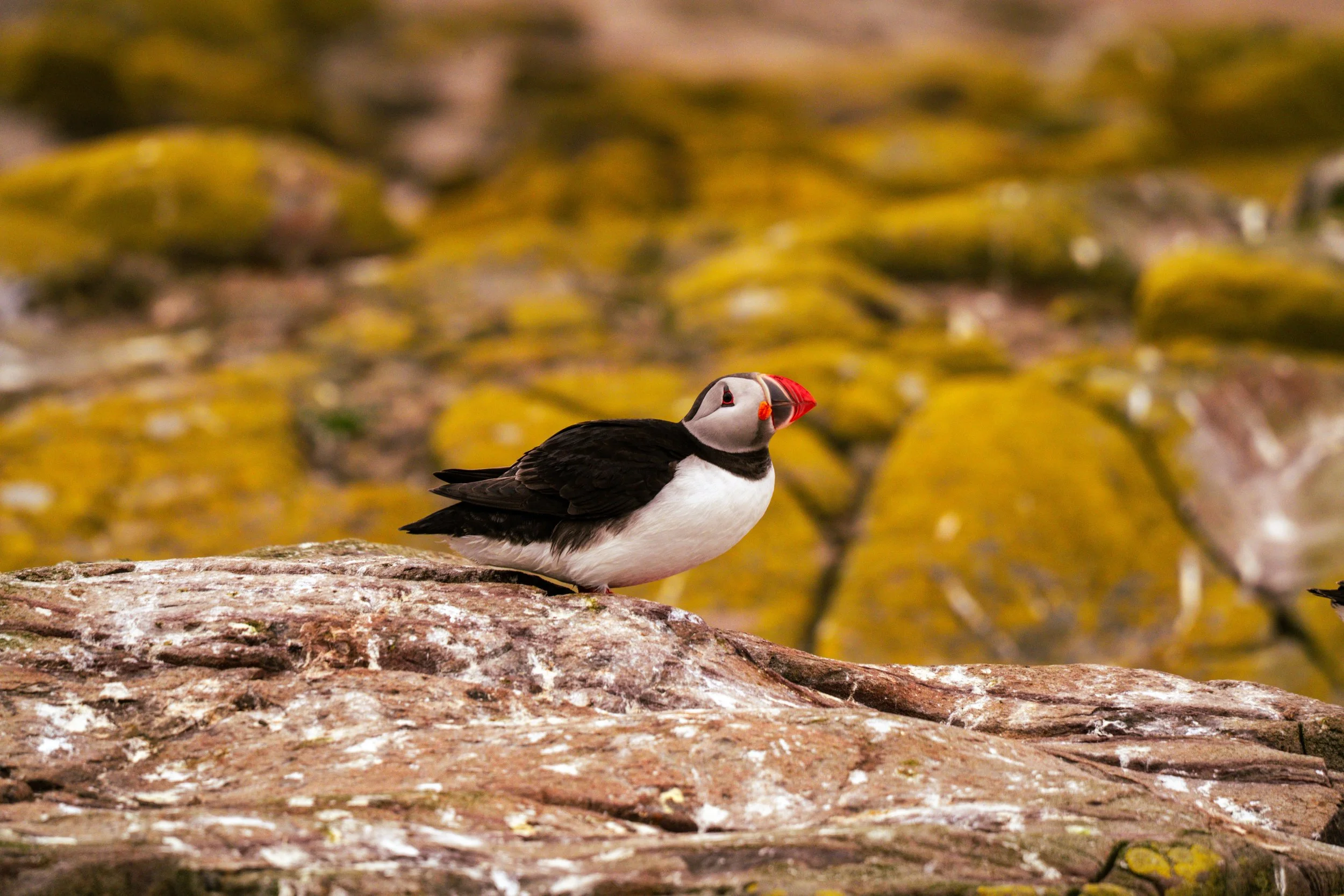atlantic-puffin-portrait-lichen-covered-rocks-farne-islands.jpg