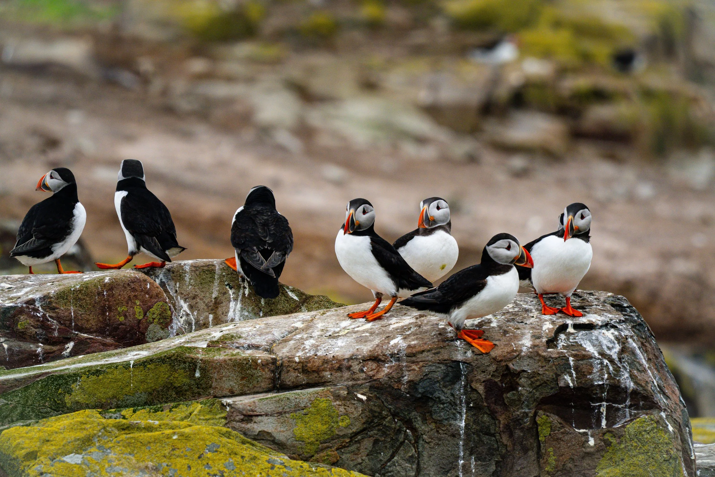 group-atlantic-puffins-perched-lichen-covered-rock-farne-islands.jpg