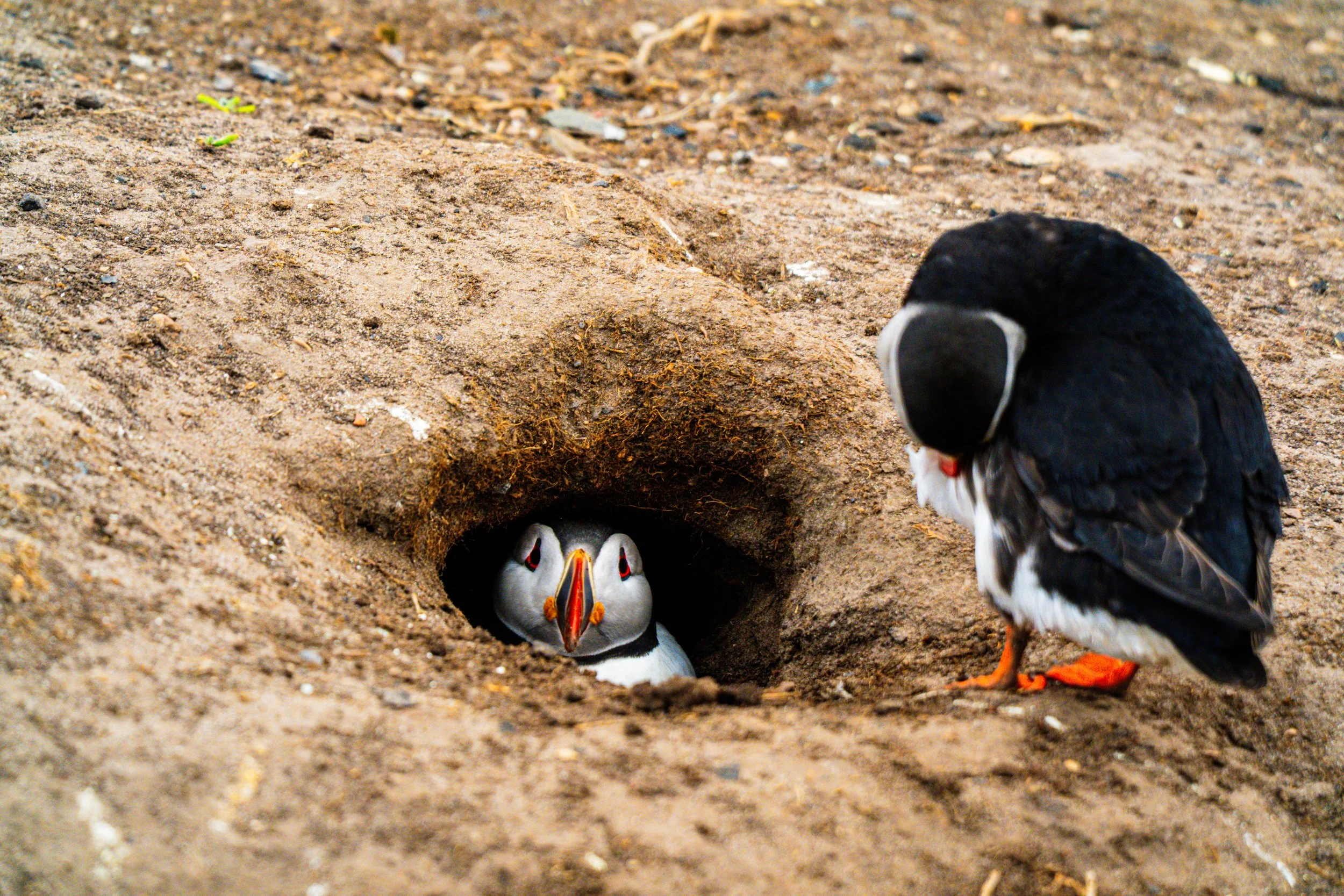 atlantic-puffin-peering-from-burrow-partner-above-farne-islands.jpg