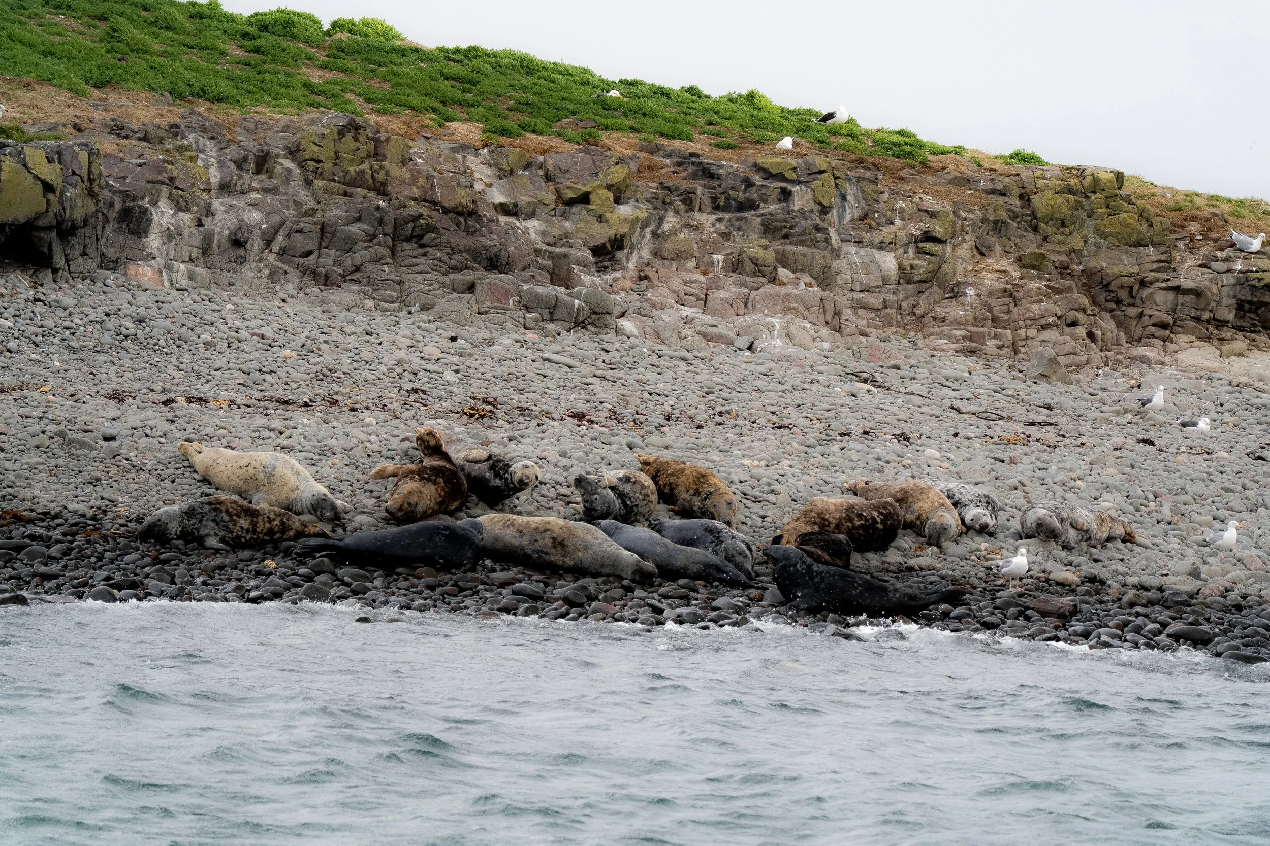 grey-seals-hauled-out-rocky-beach-farne-islands-northumberland.jpg