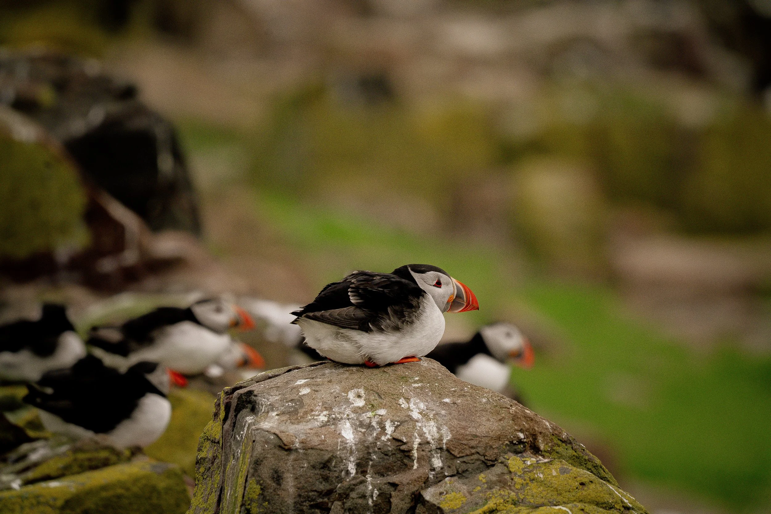 atlantic-puffin-resting-on-rock-close-up-farne-islands.jpg