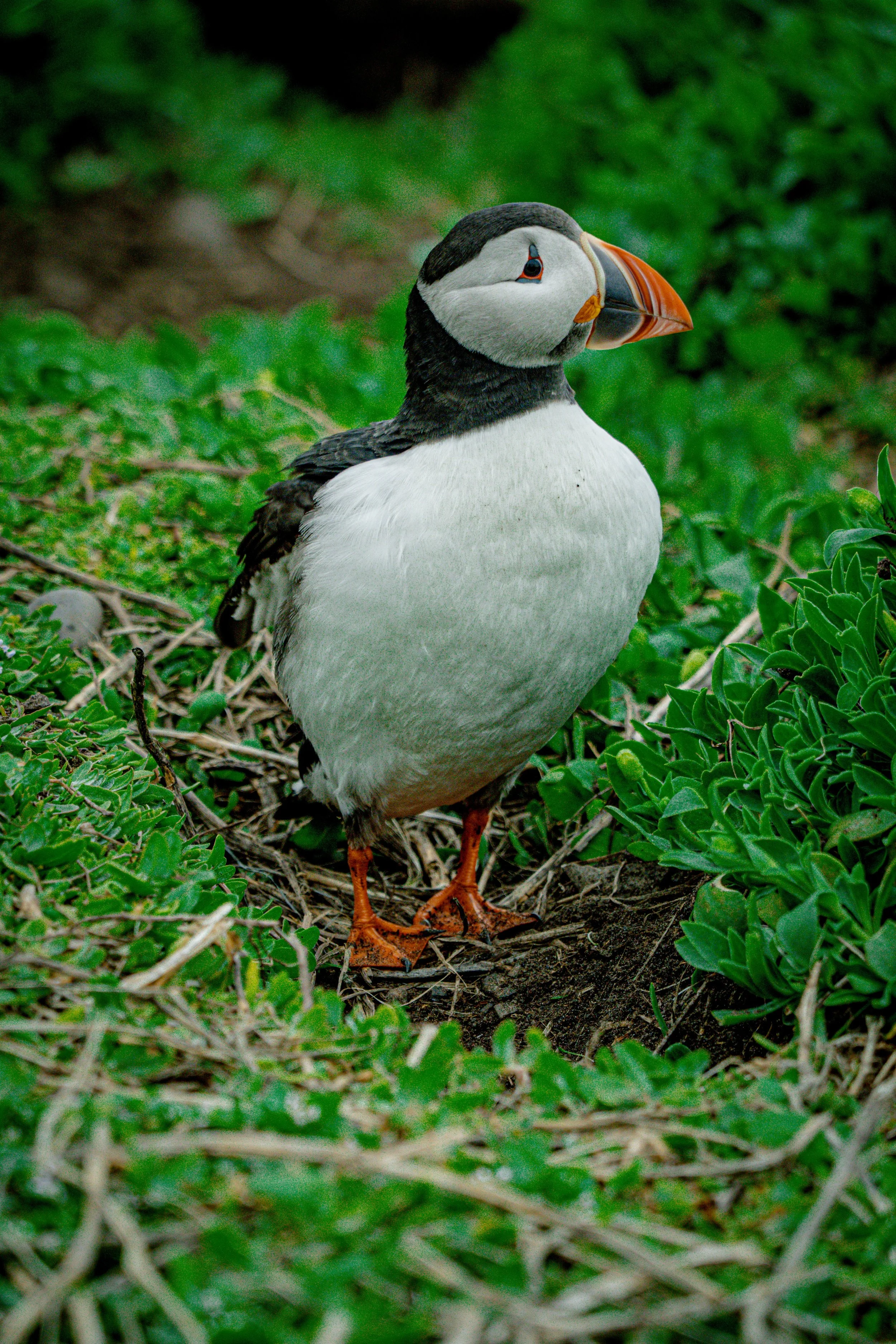 atlantic-puffin-standing-nesting-vegetation-farne-islands.jpg