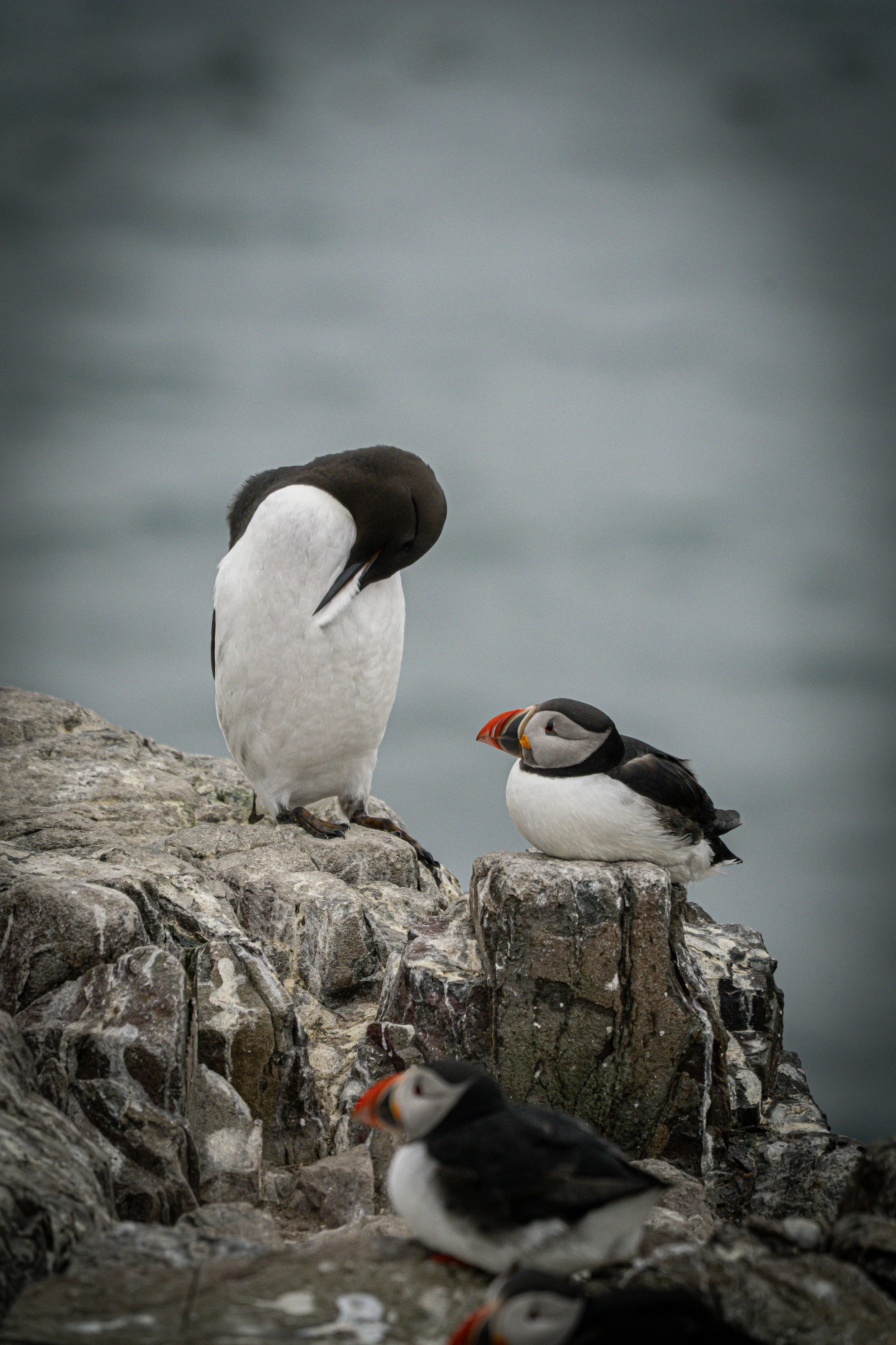 razorbill-and-atlantic-puffins-rocky-cliff-farne-islands.jpg