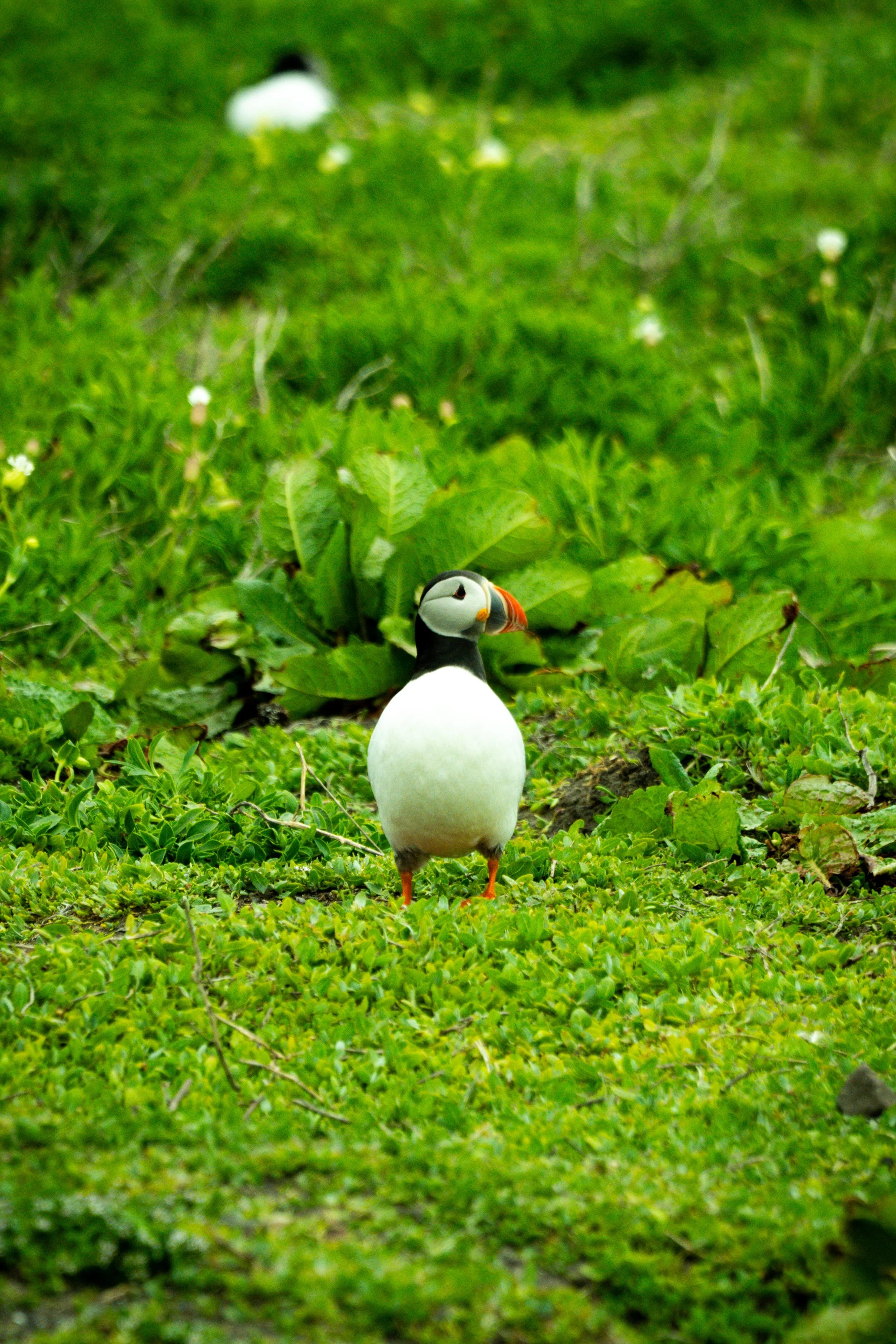 atlantic-puffin-standing-grass-facing-forward-farne-islands.jpg