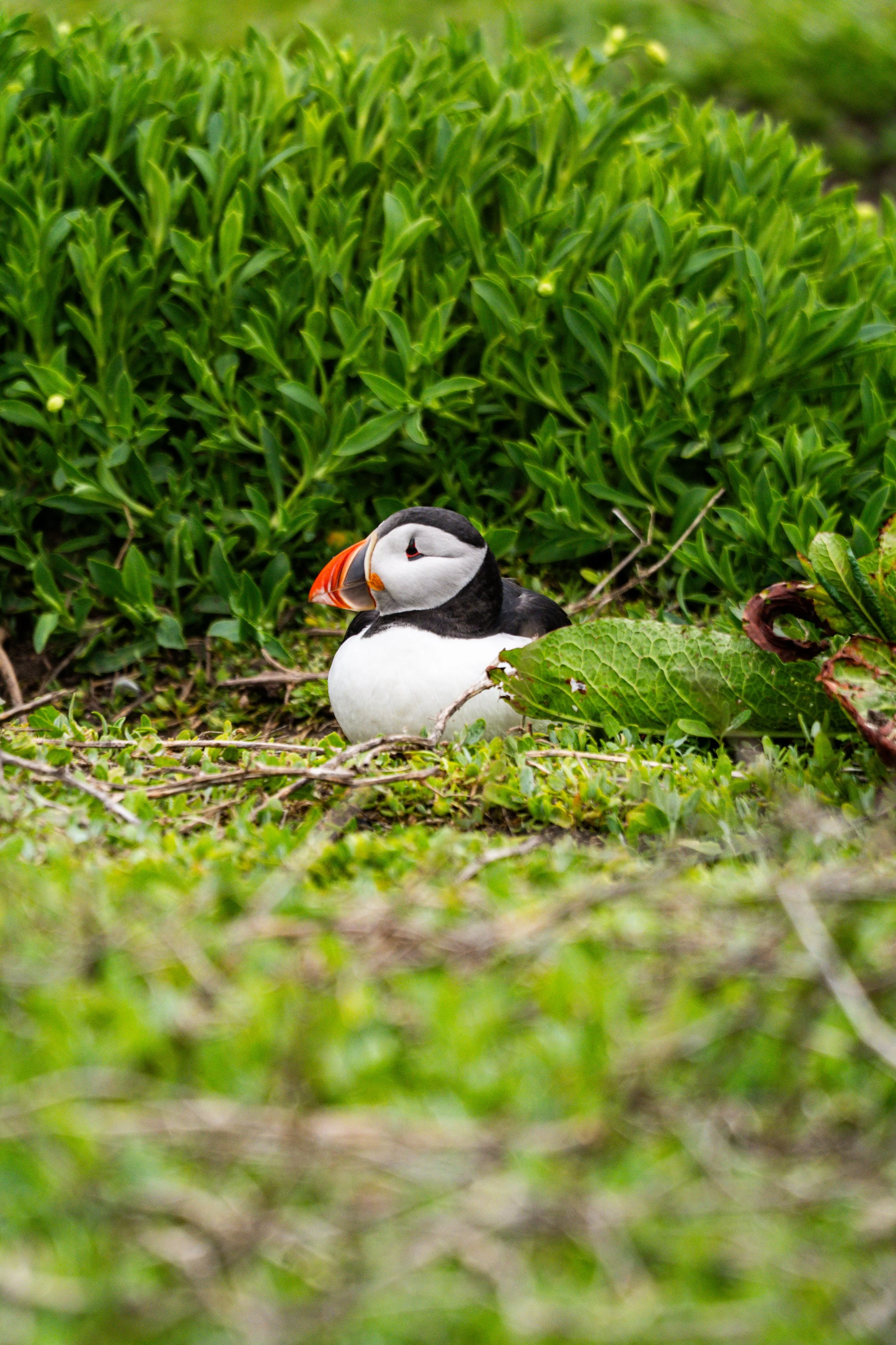 atlantic-puffin-resting-grass-near-burrow-farne-islands.jpg