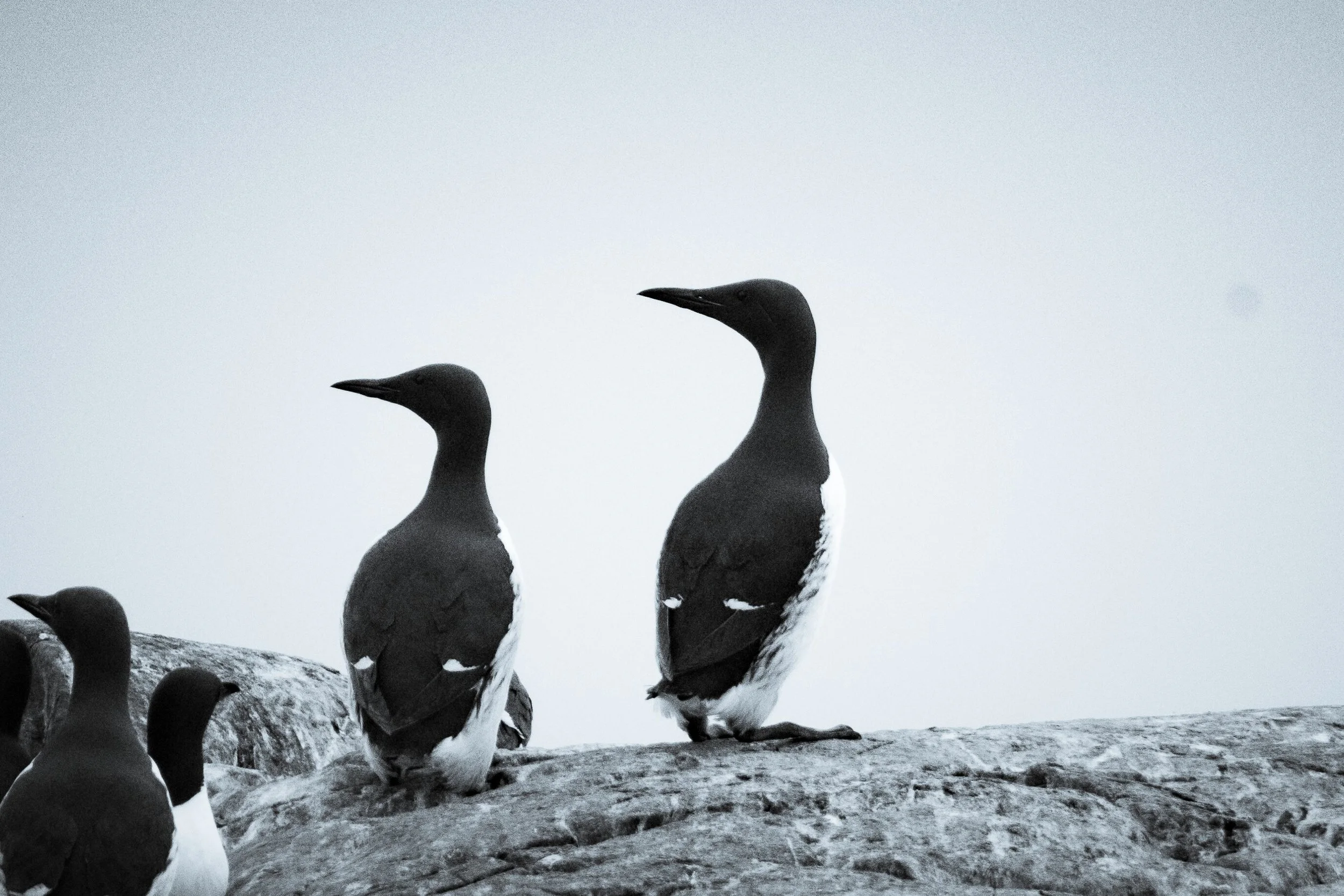 common-guillemots-pair-rocky-cliff-farne-islands.jpg