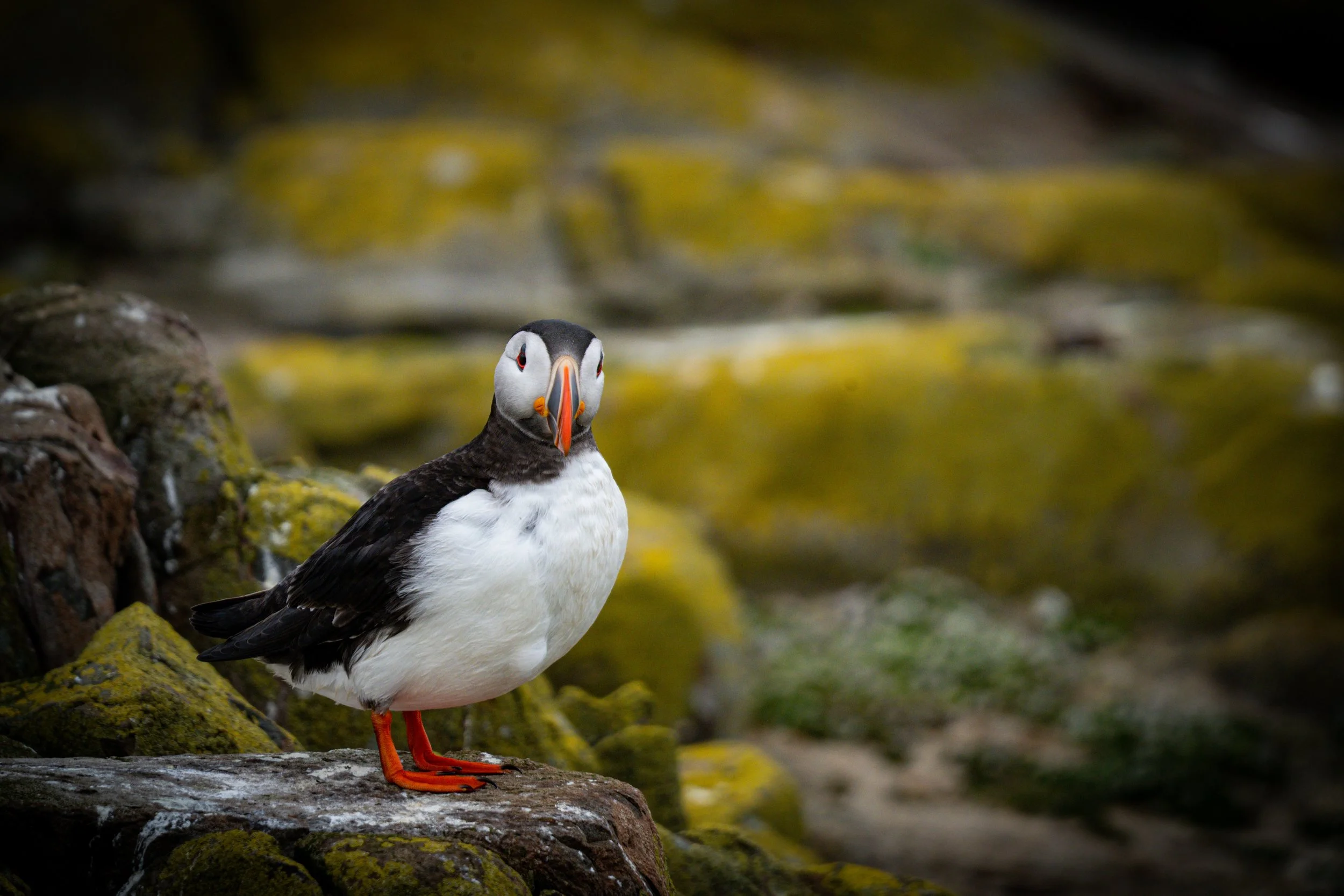 atlantic-puffin-close-up-portrait-lichen-rocks-farne-islands.jpg
