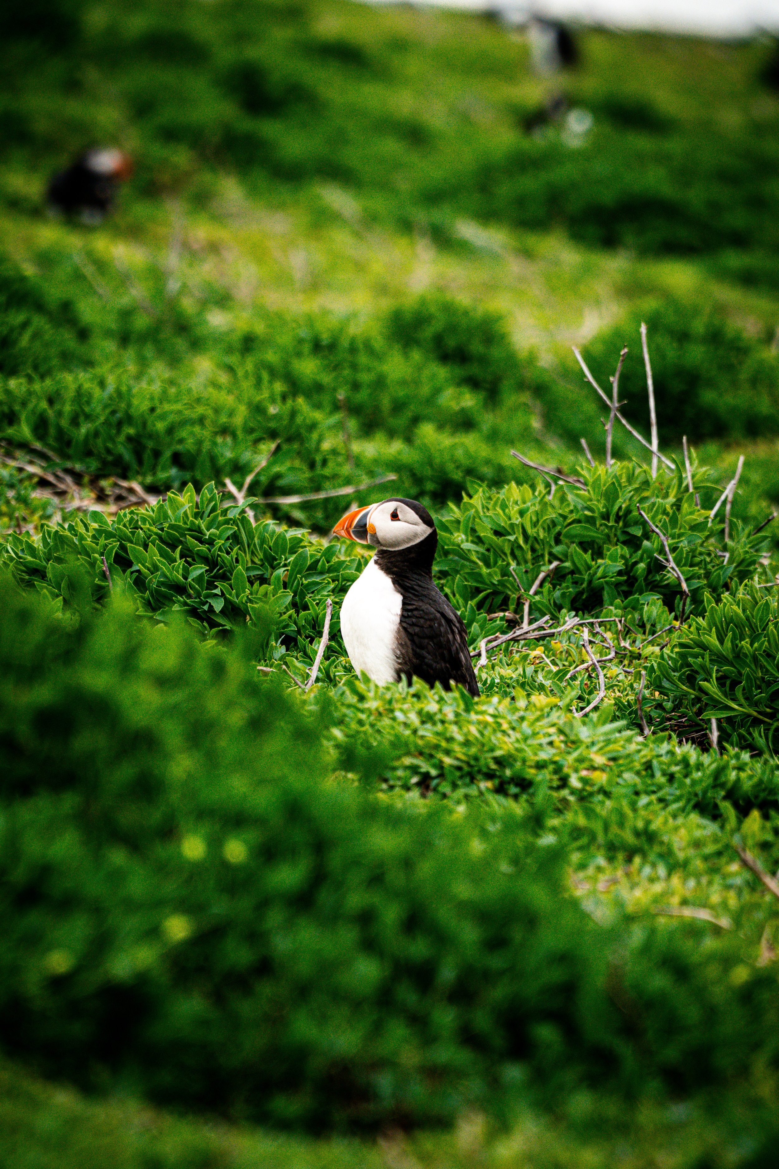 atlantic-puffin-amongst-lush-grass-farne-islands.jpg