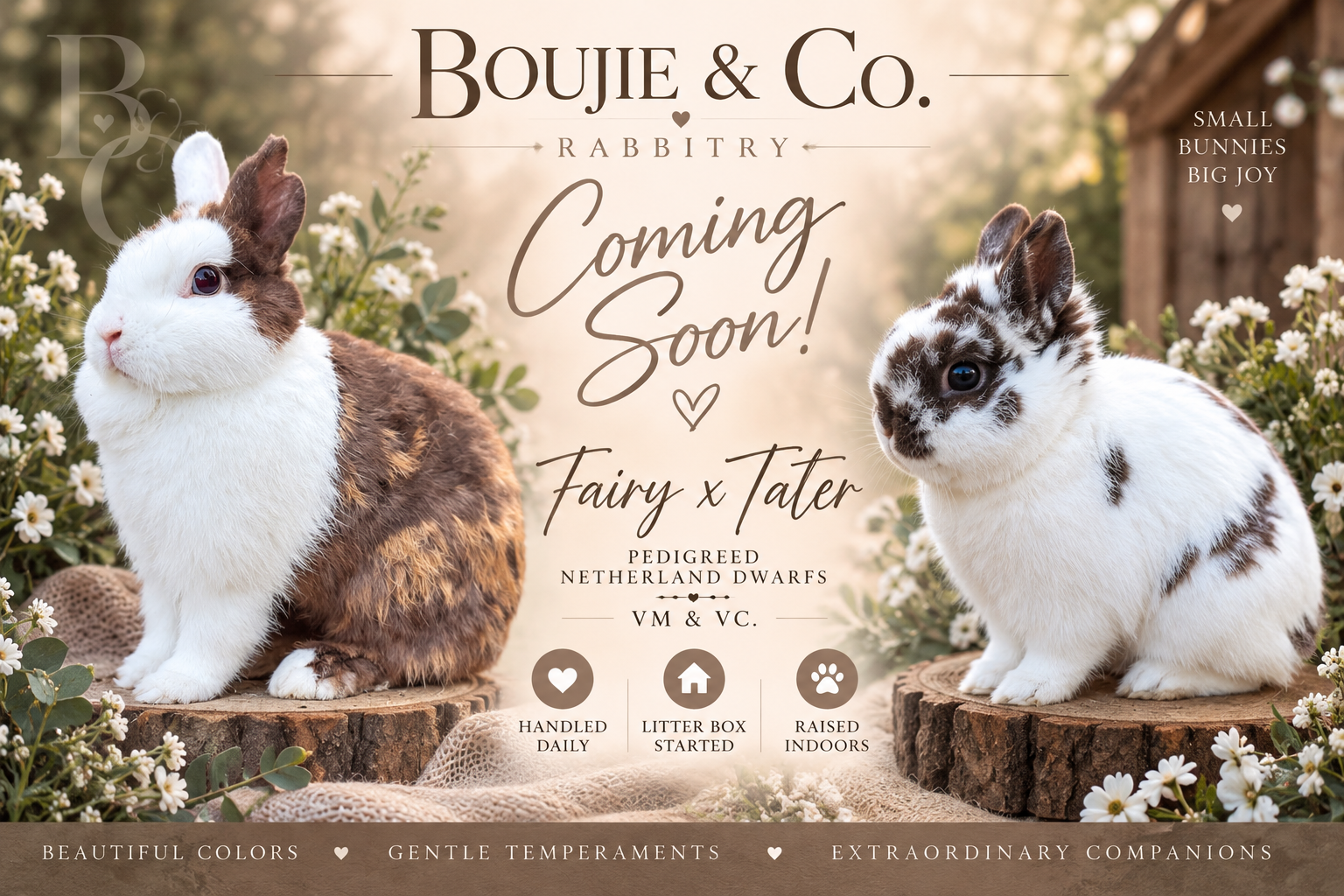 ✨ Fairy Dust × Tater — Coming Soon! ✨