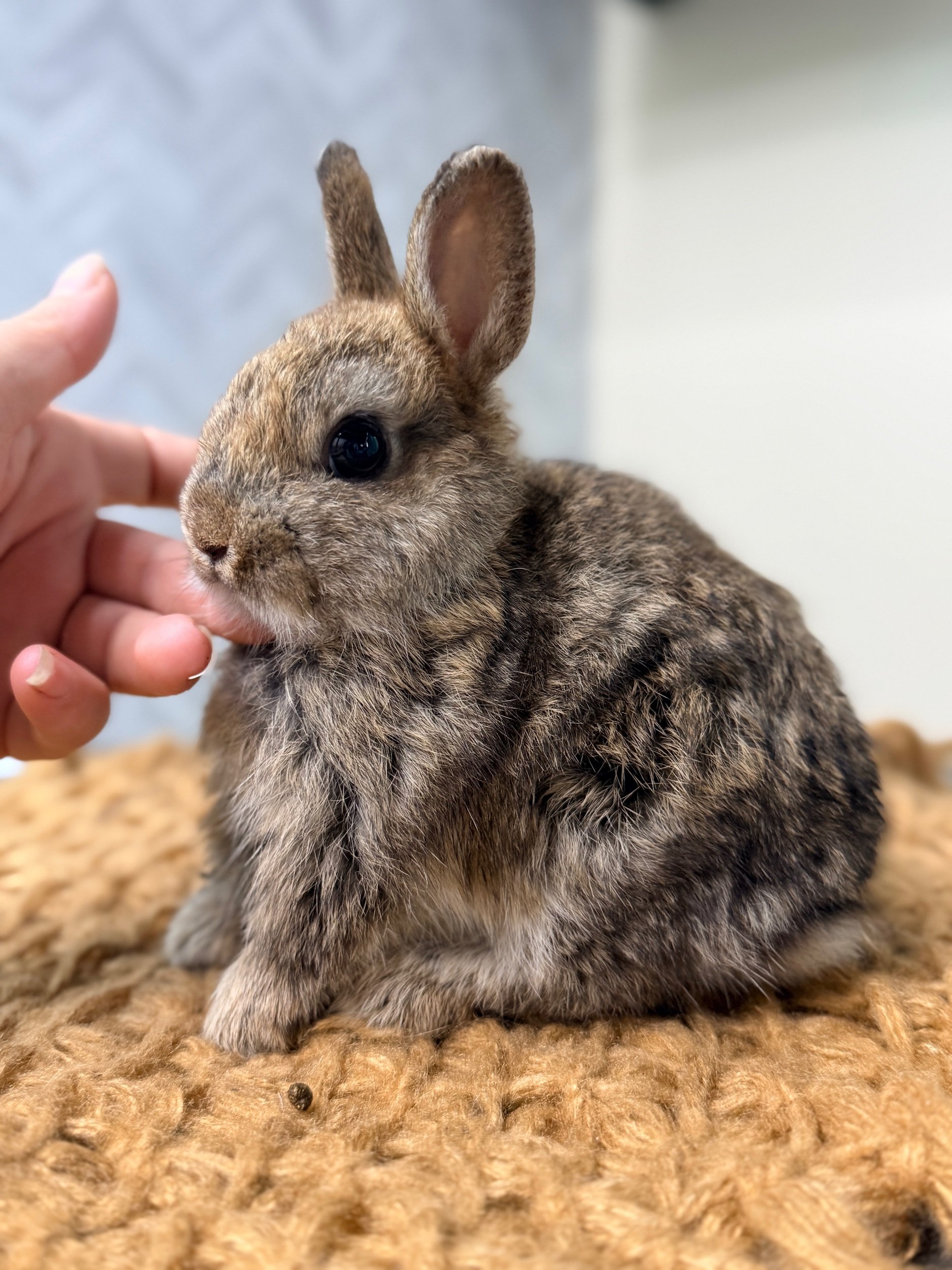 Ruby • Netherland Dwarf Doe