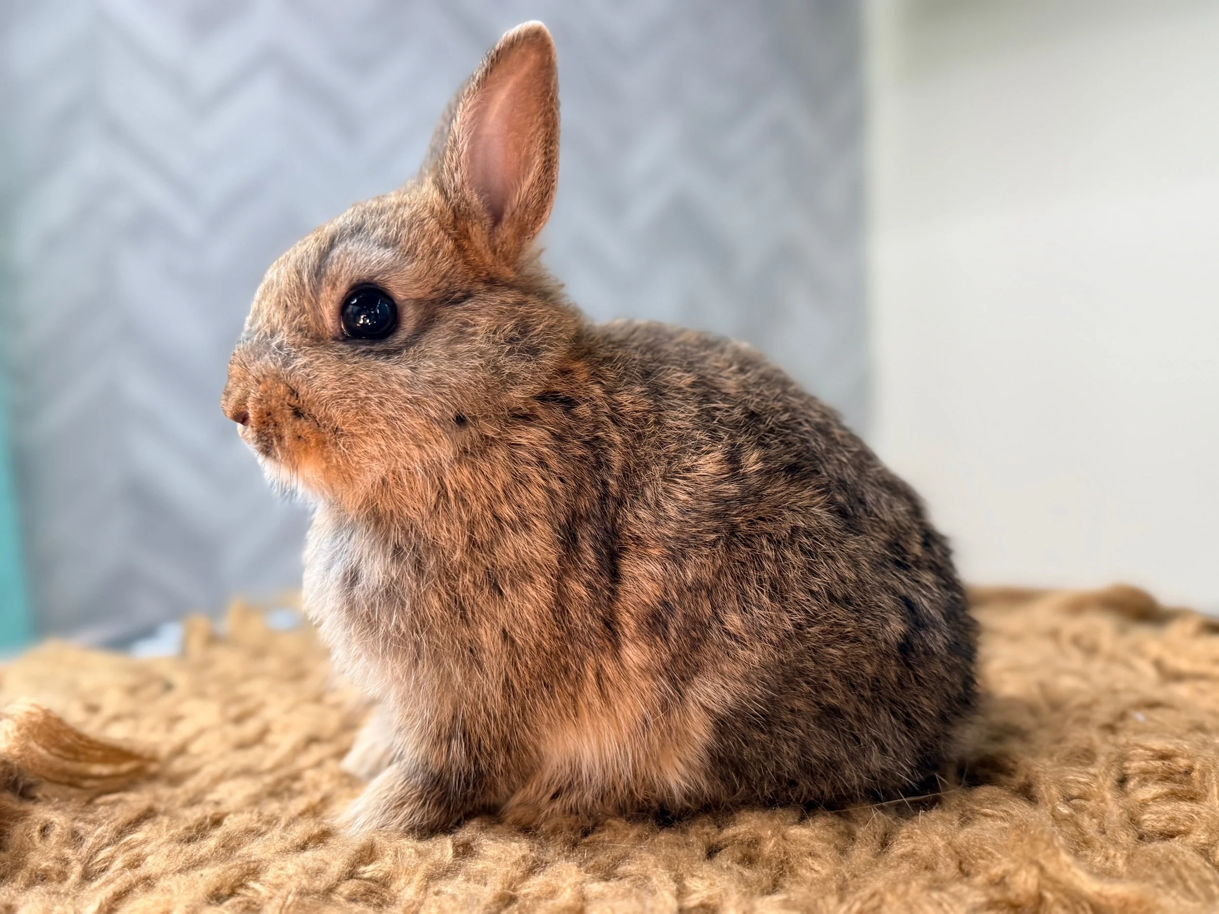 Royal • netherland Dwarf Doe