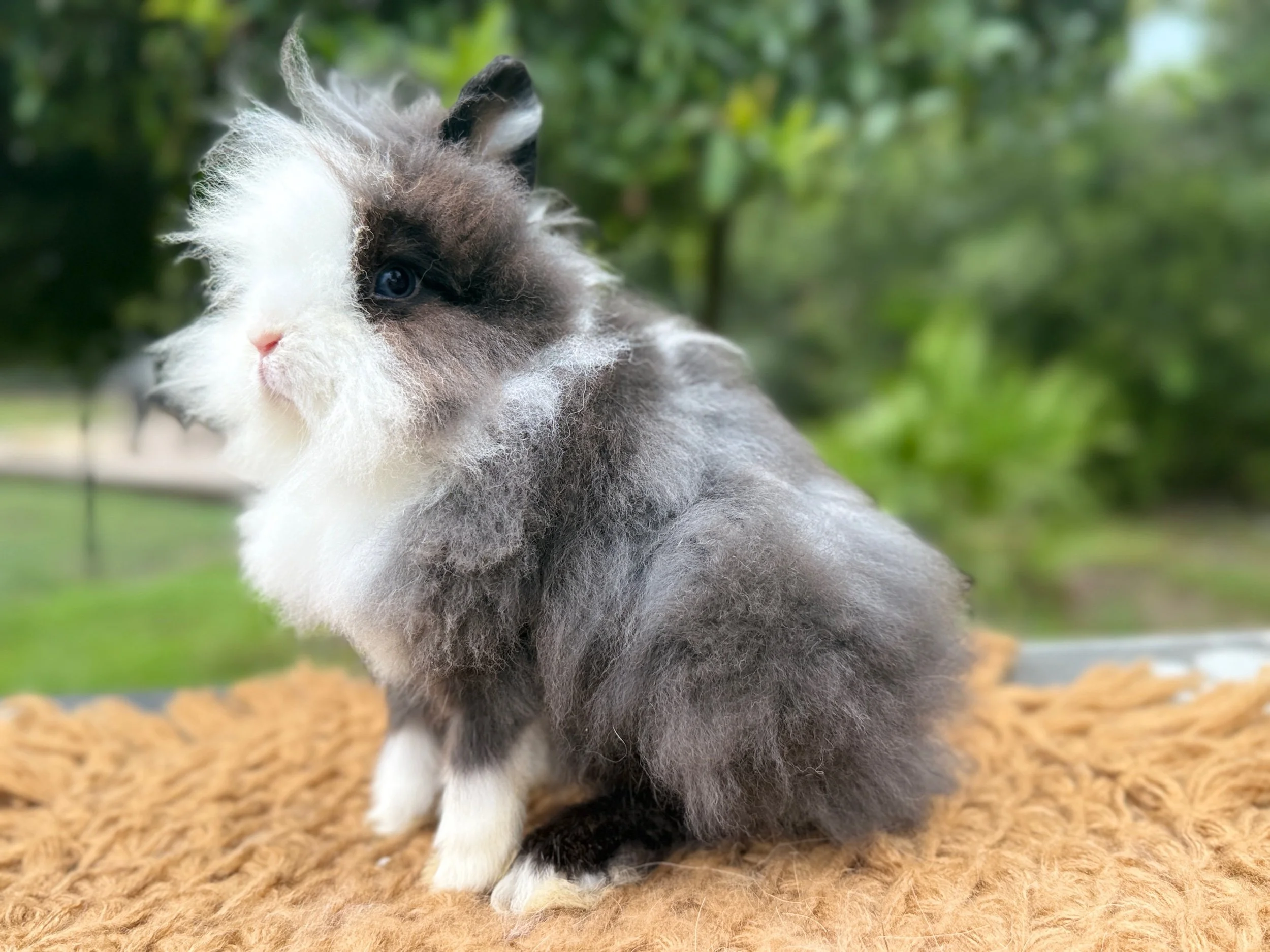 Poe • Black Otter VM • Lionhead