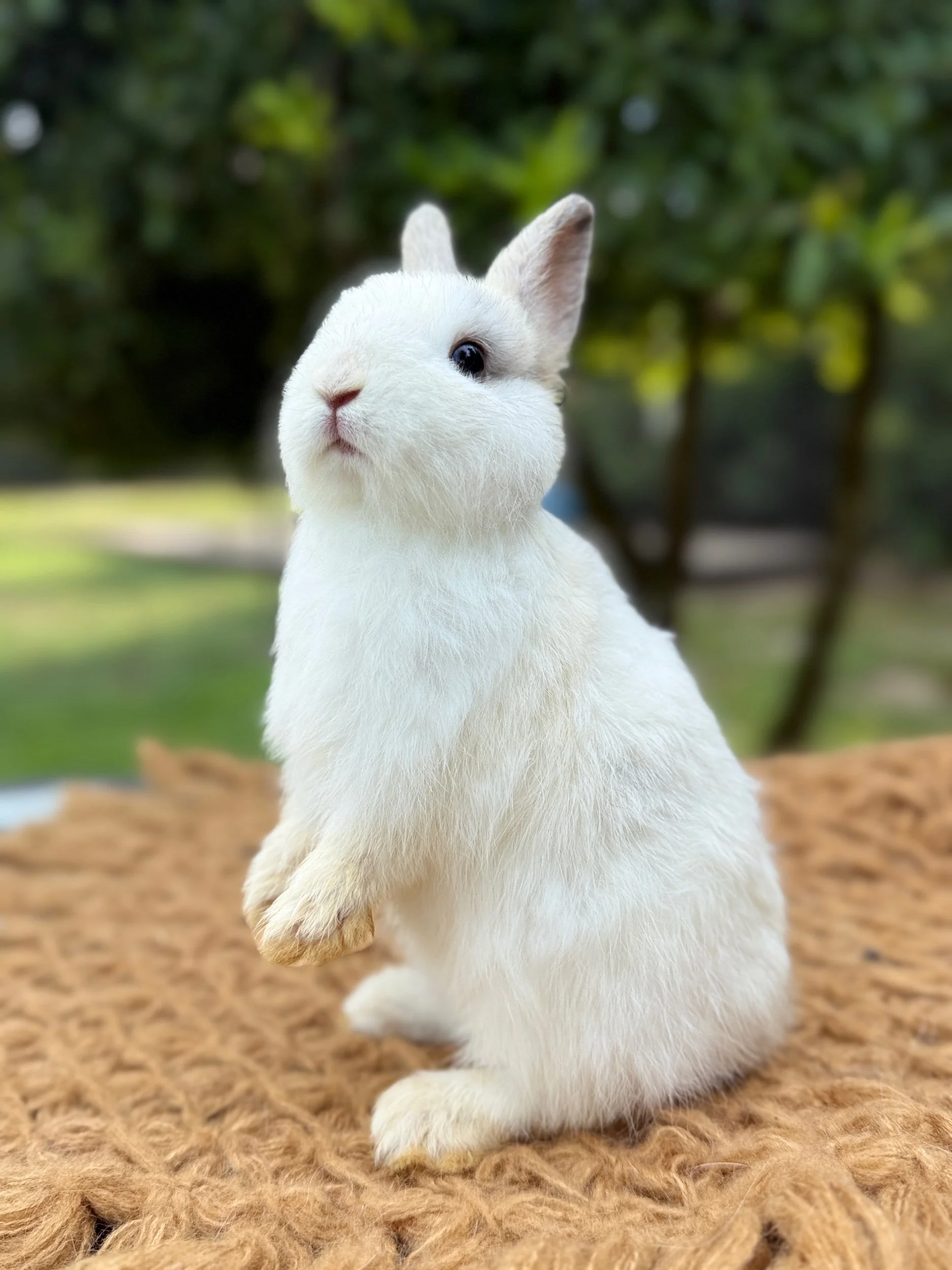 Pie ~ Netherland Dwarf Boy