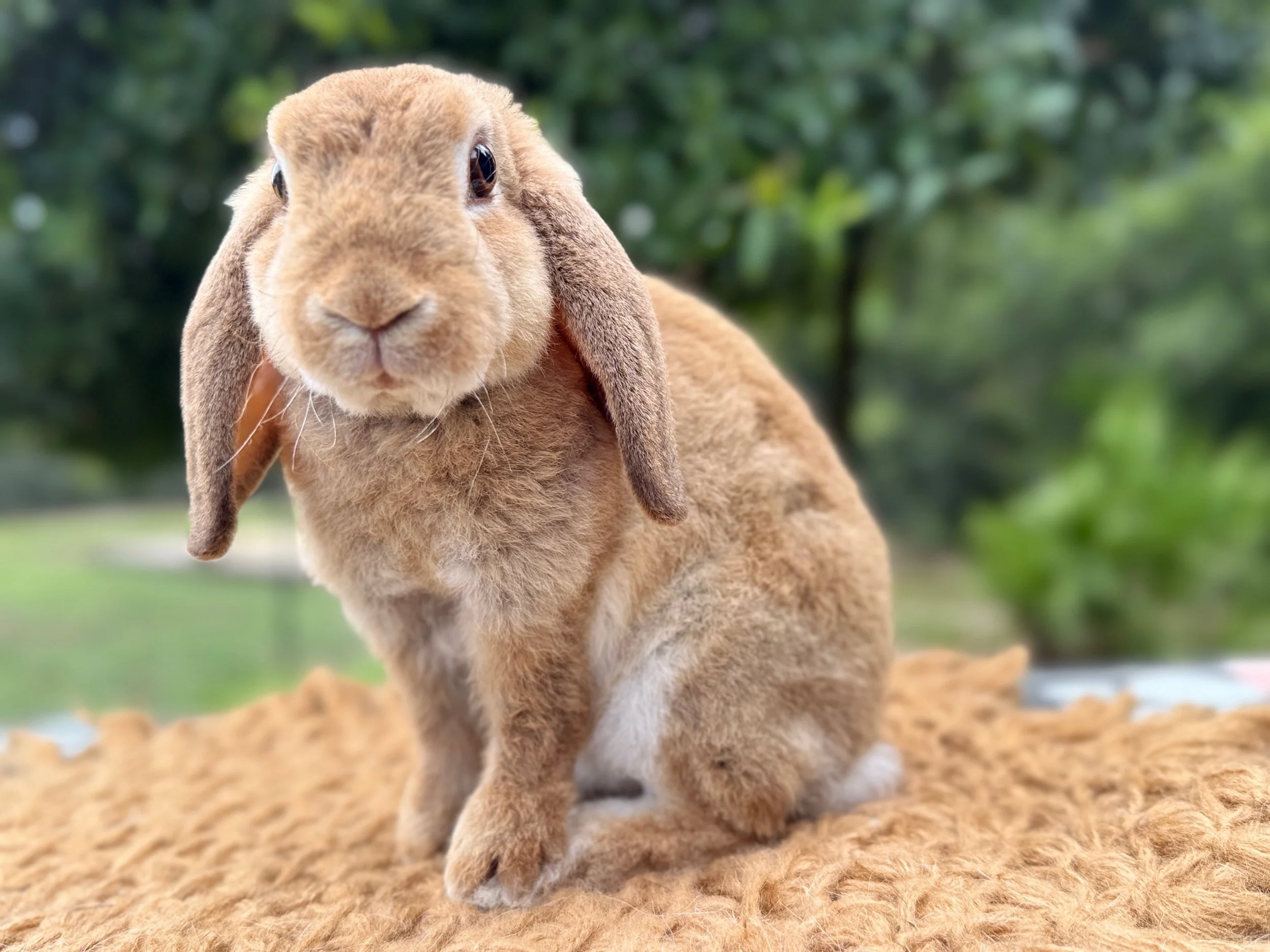 Springs ~ Mini Plush Lop Buck