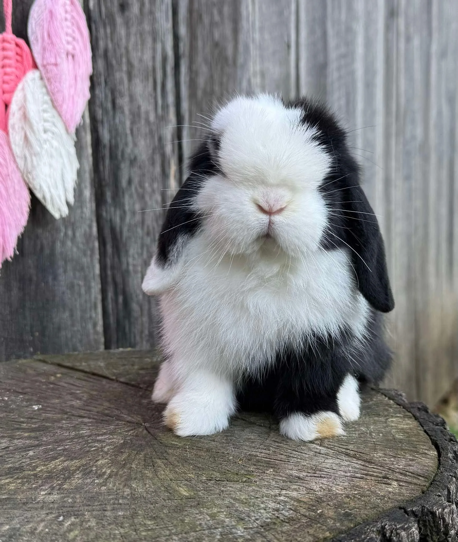 Canon × Maella — Vienna Holland Lops 🐰💙