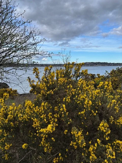 Bushes with yellow flowers near a body of water under a cloudy sky.