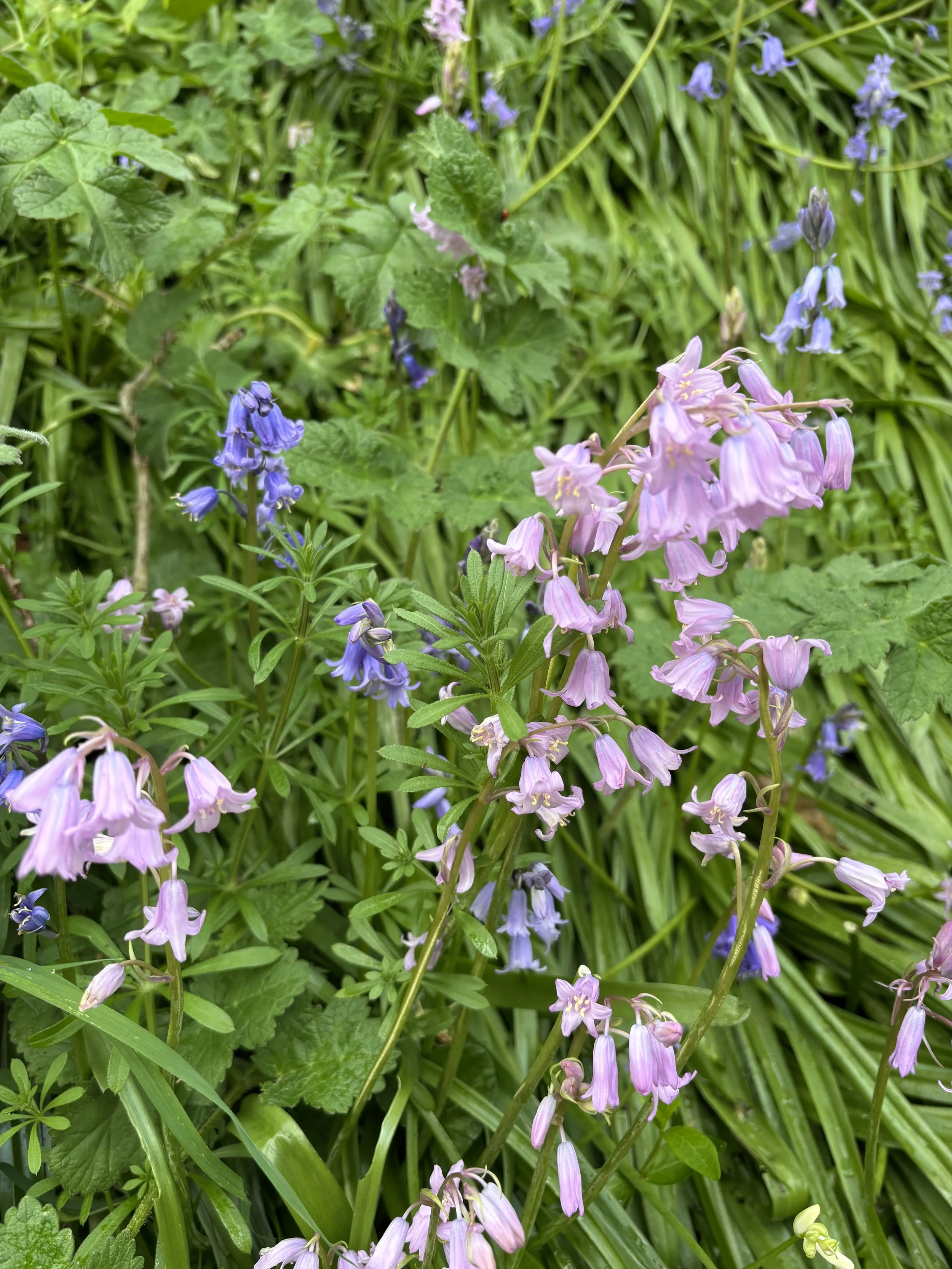 Purple and bluebells flowers blooming among green grass and leaves