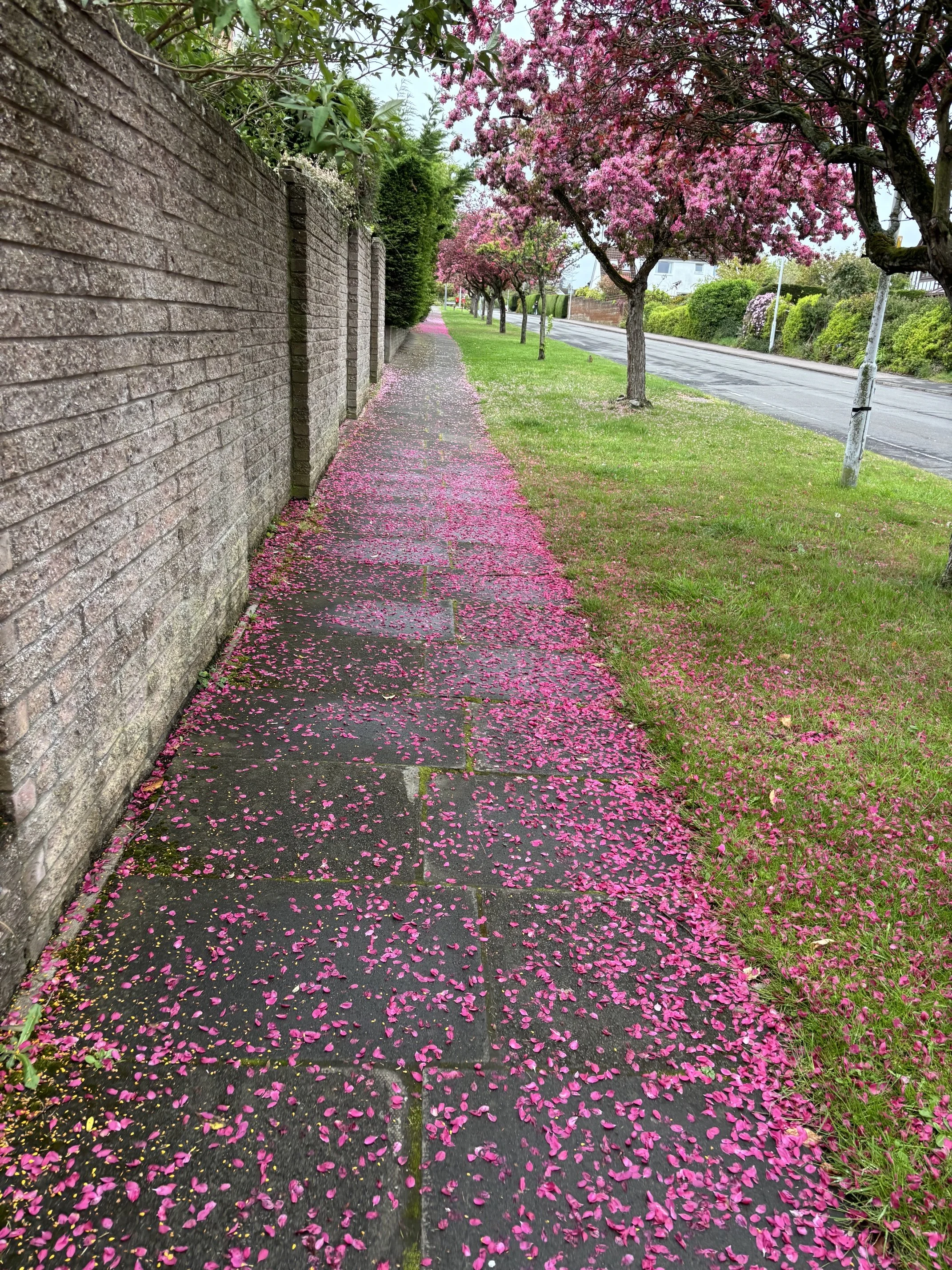 IMG_7101.jpeg