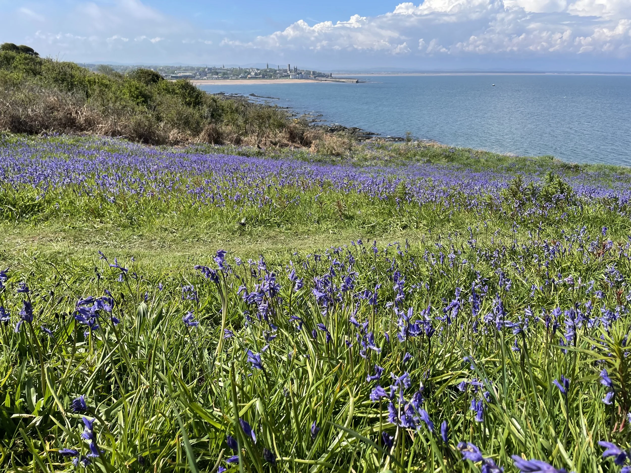 A coastal landscape with purple wildflowers in the foreground, green shrubs, and a cityscape along the shoreline under a partly cloudy sky.