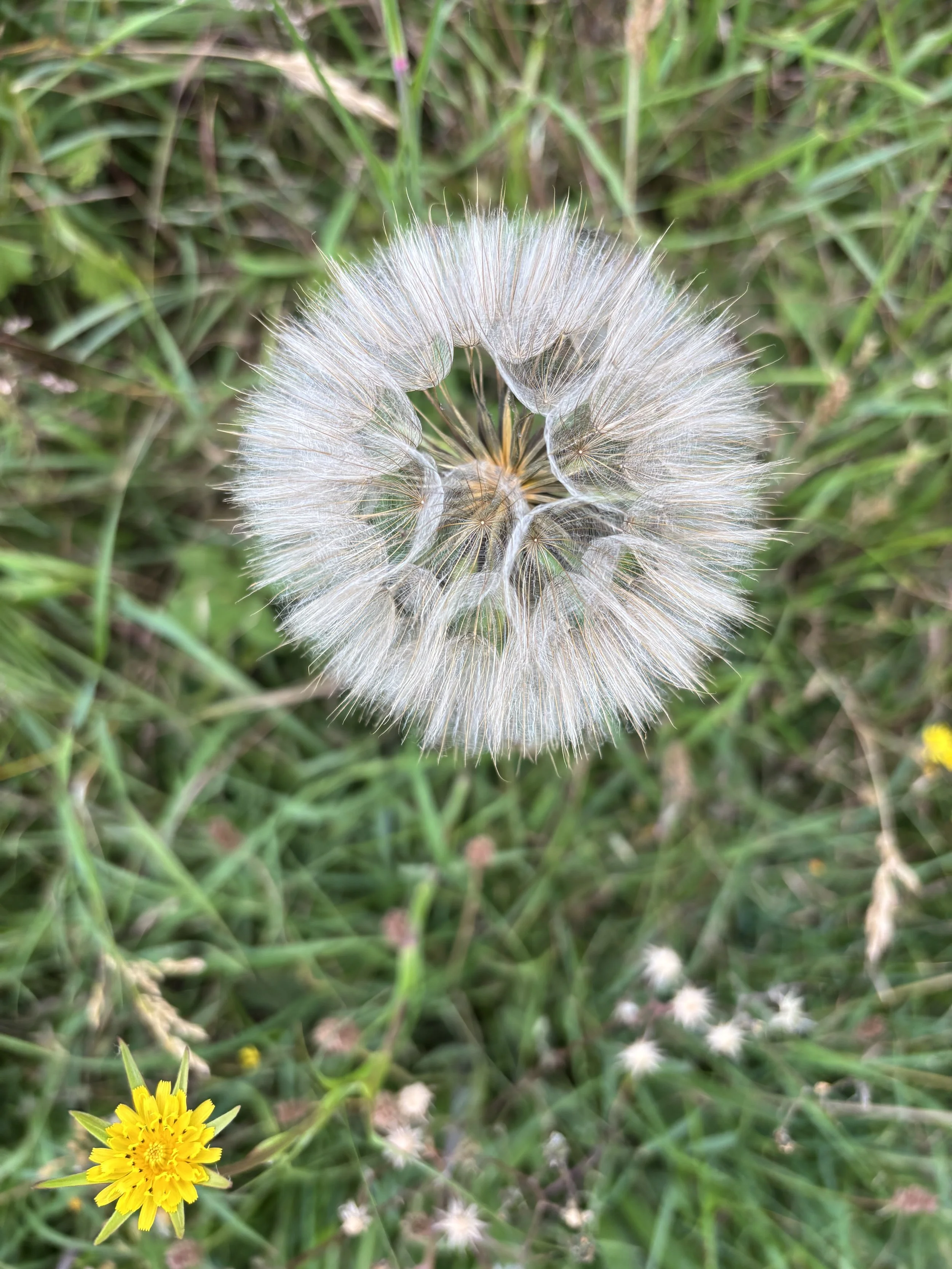 IMG_7996.jpeg
