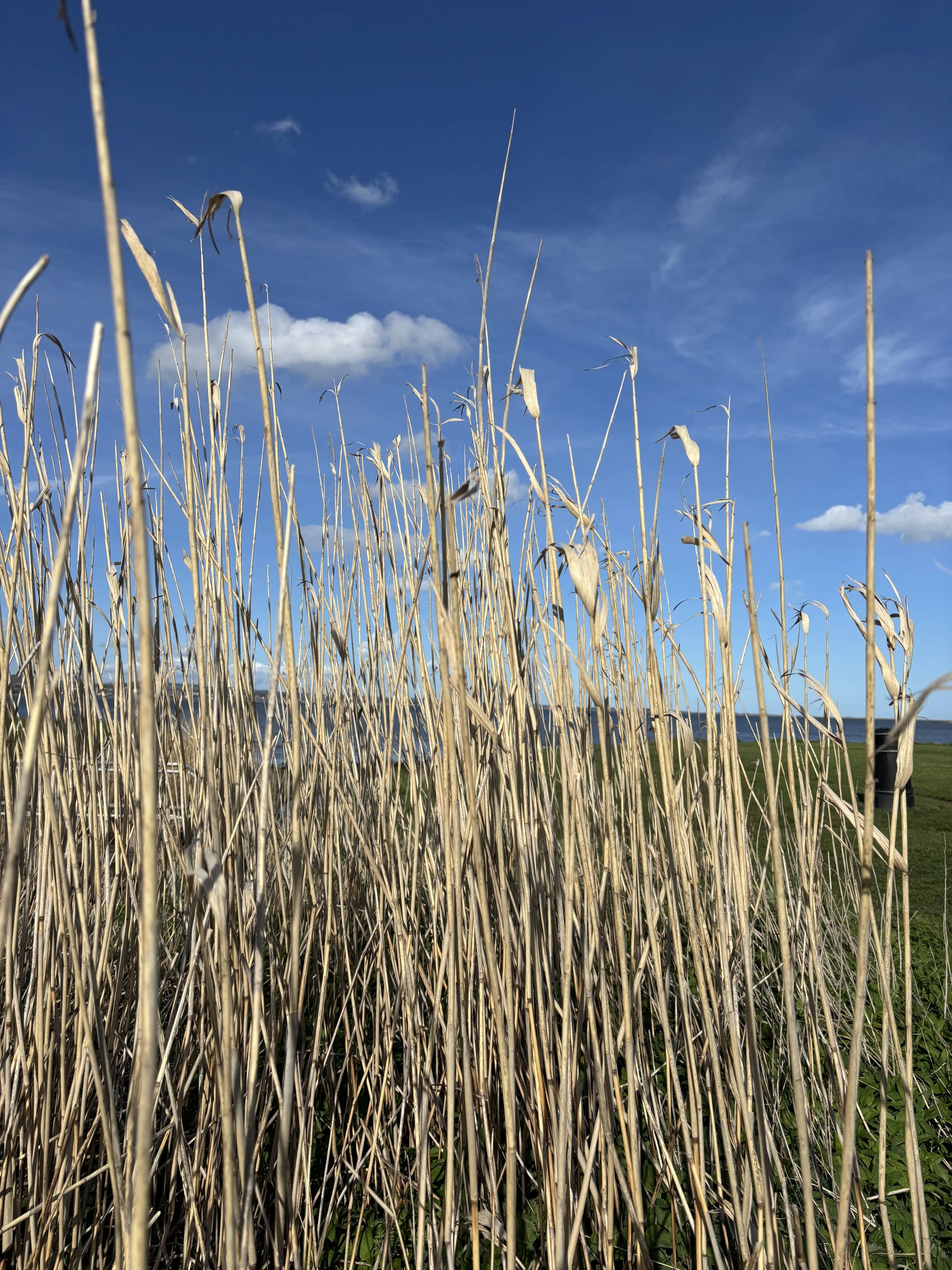 Dry, brown and yellow plant stalks in a field with a clear blue sky and some clouds in the background.