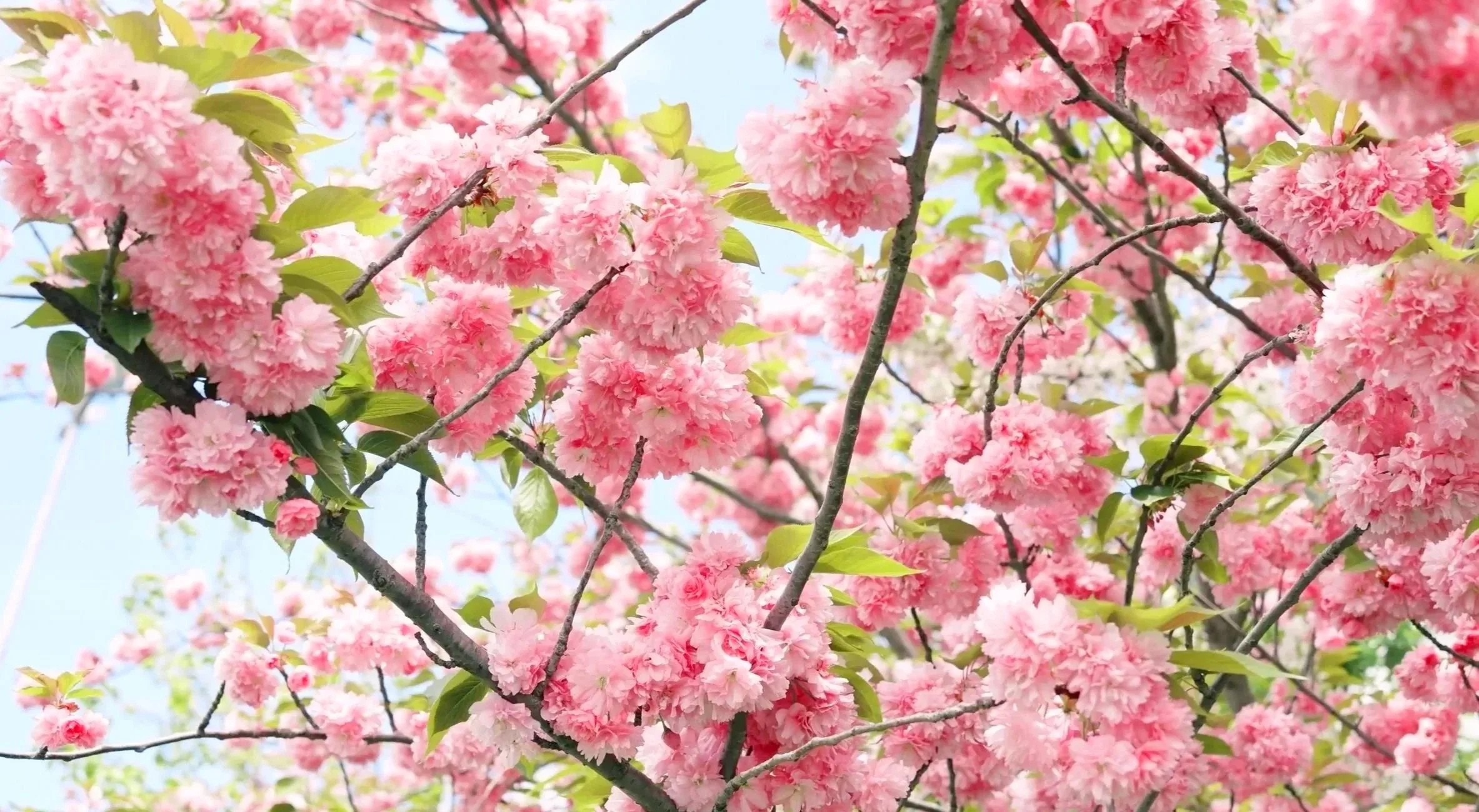 Photo of Sakura Tree with flower blooms