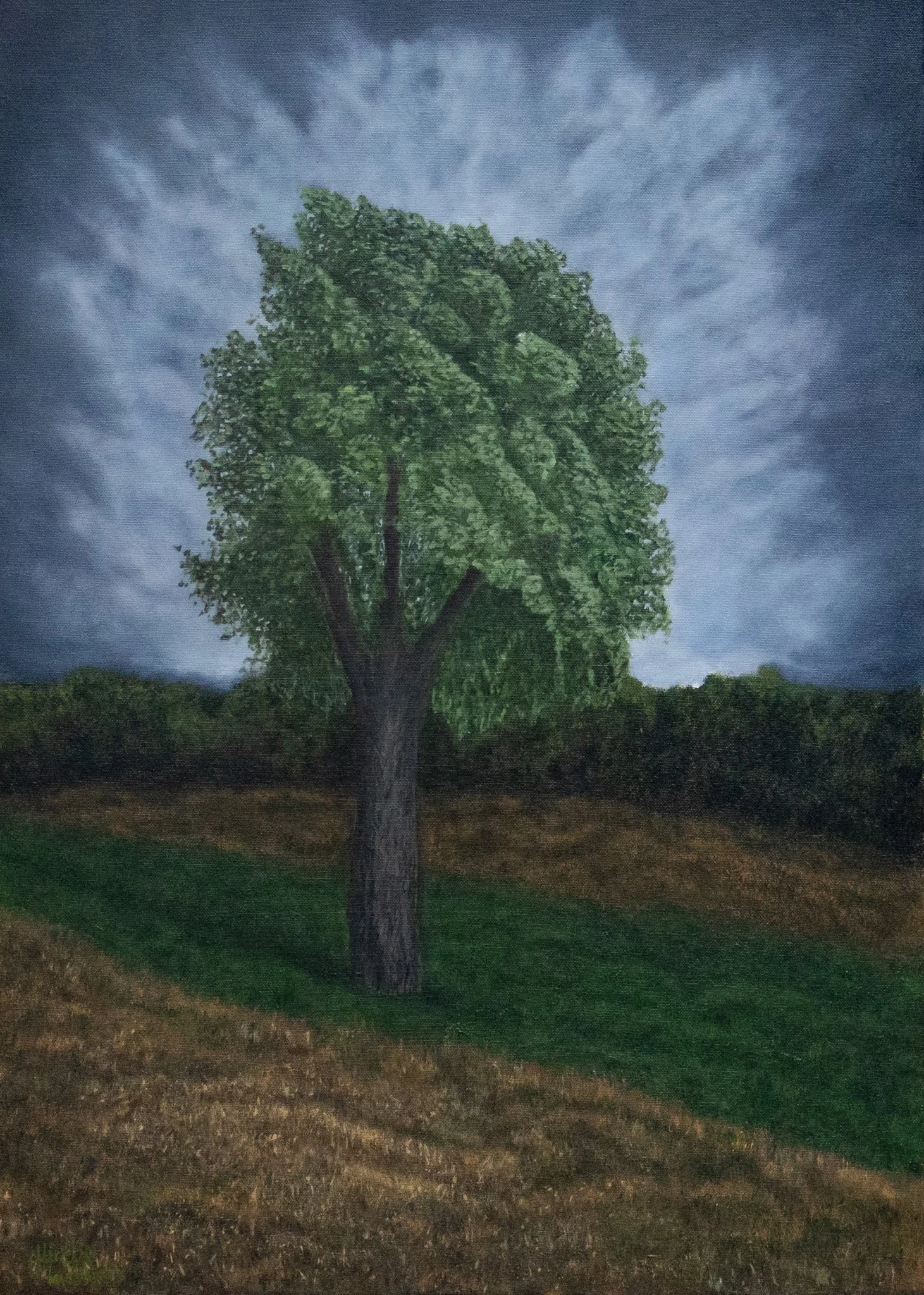Ein großer Baum der auf einem Feld steht. Der Himmel ist bewölkt und dunkel.