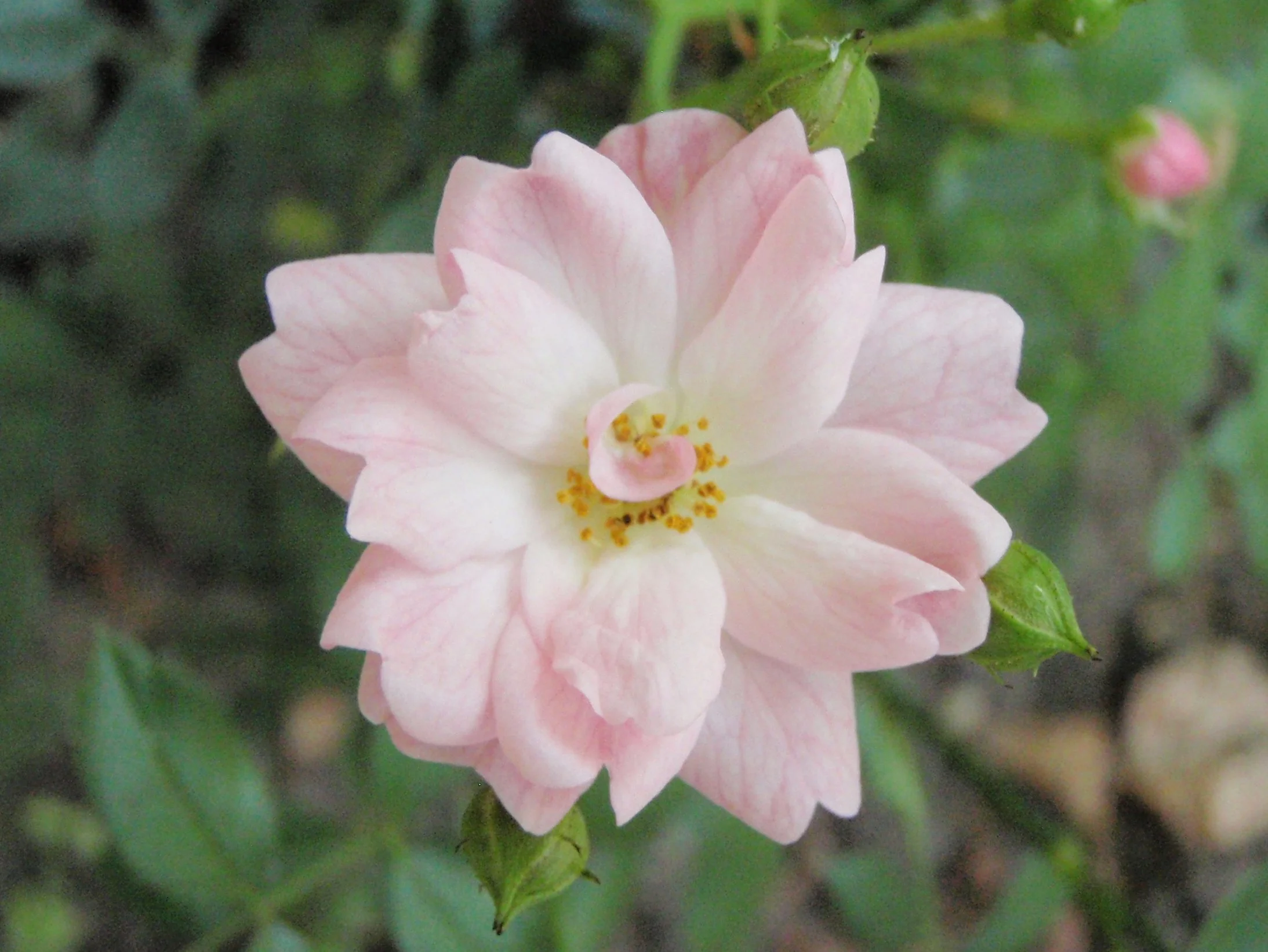 Rosa: la flor que despierta los sentidos