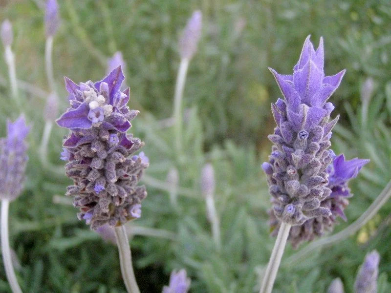 Regulate con la energía de las flores (meditación gratis)