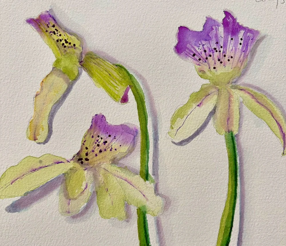 Watercolor painting of three purple and yellow orchids with green stems on textured paper.