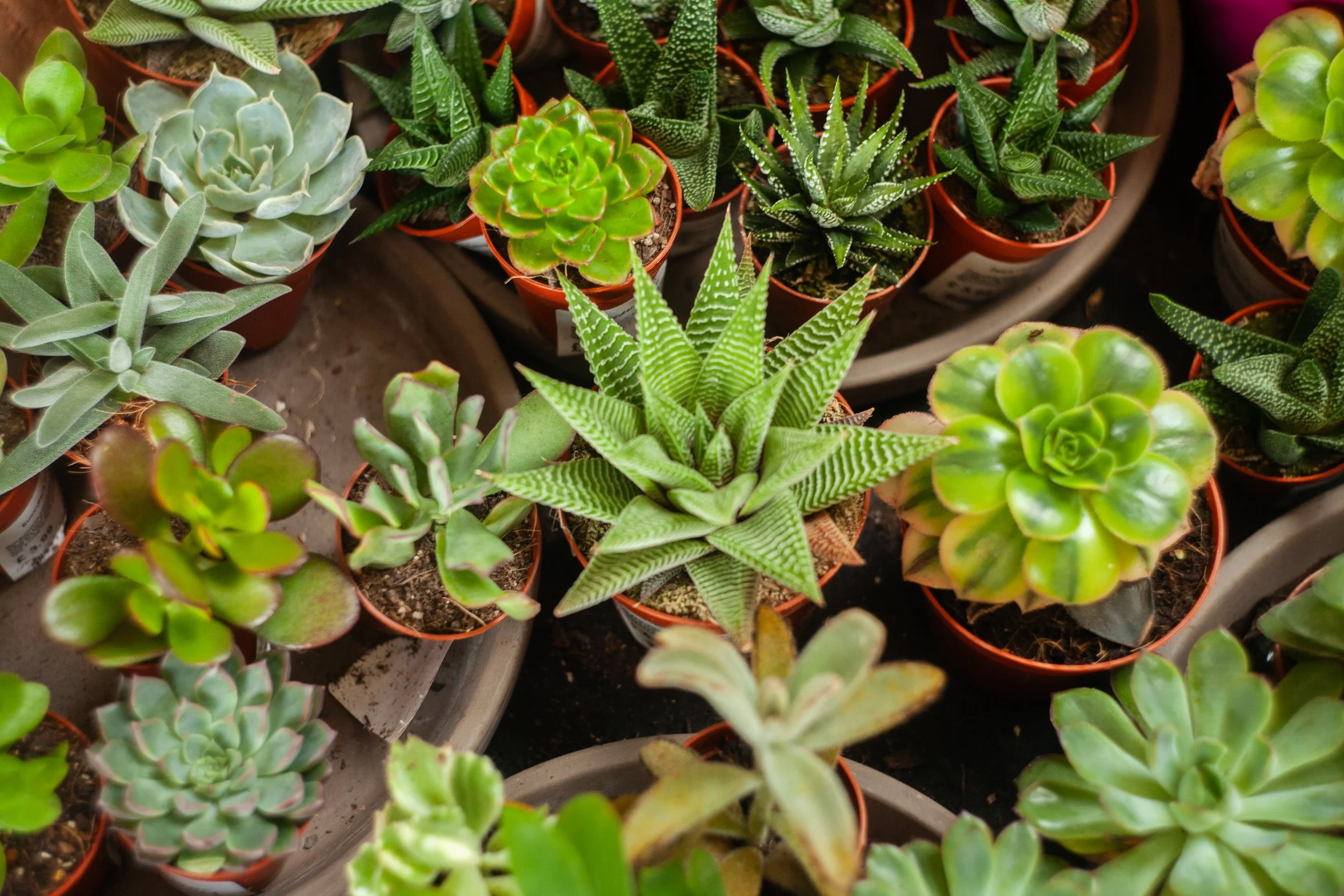 Arrangement of various potted succulents with thick, fleshy leaves in shades of green, patterned, and textured, indoors.