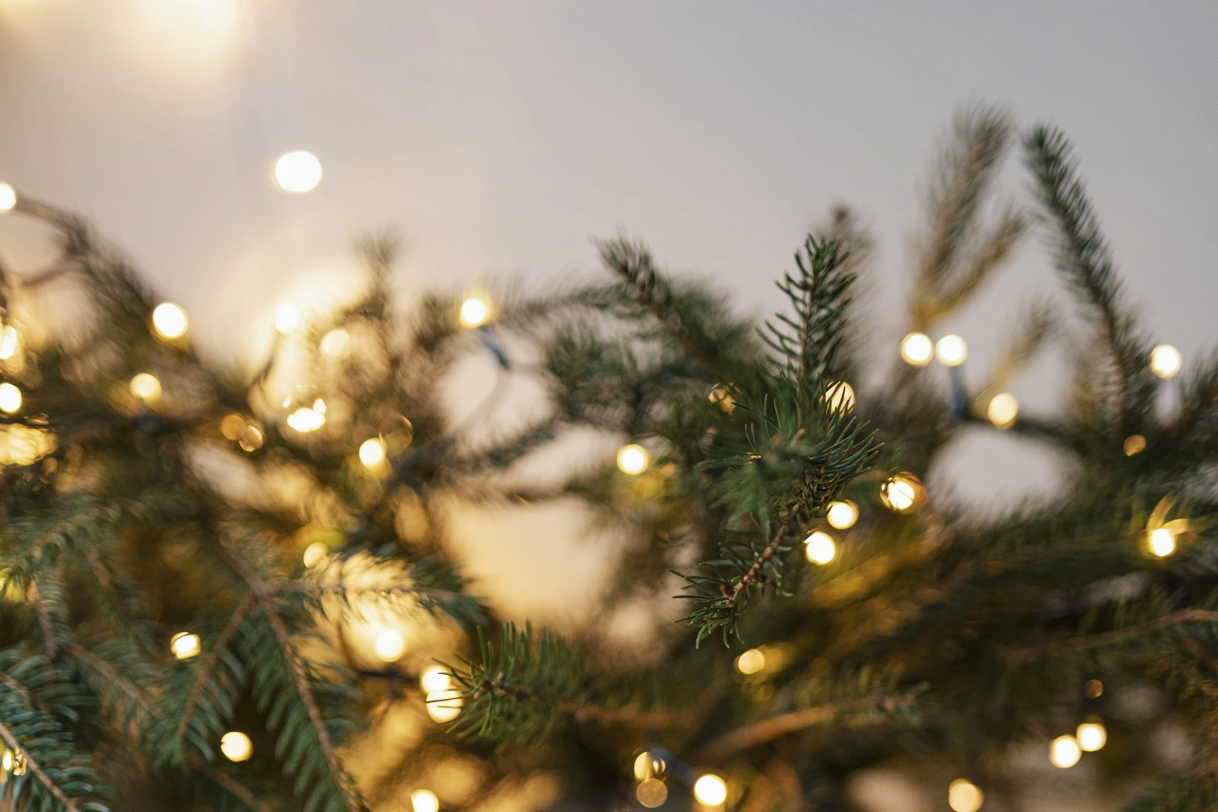 Close-up of a Christmas tree with green pine branches and warm white string lights.