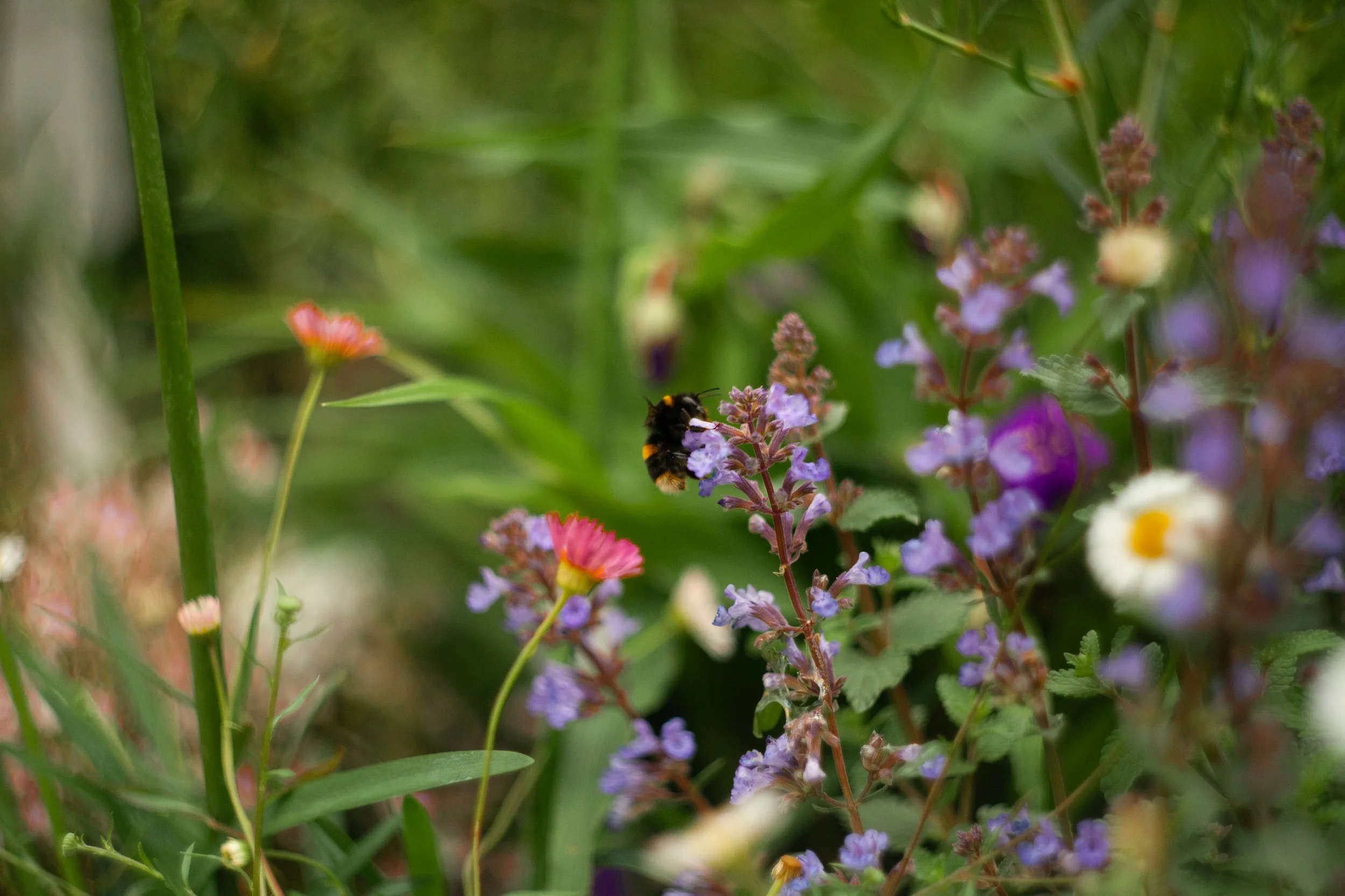 Close-up view of purple, pink, and white small flowers with green foliage in the background, and a bee collecting nectar from one of the purple flowers.