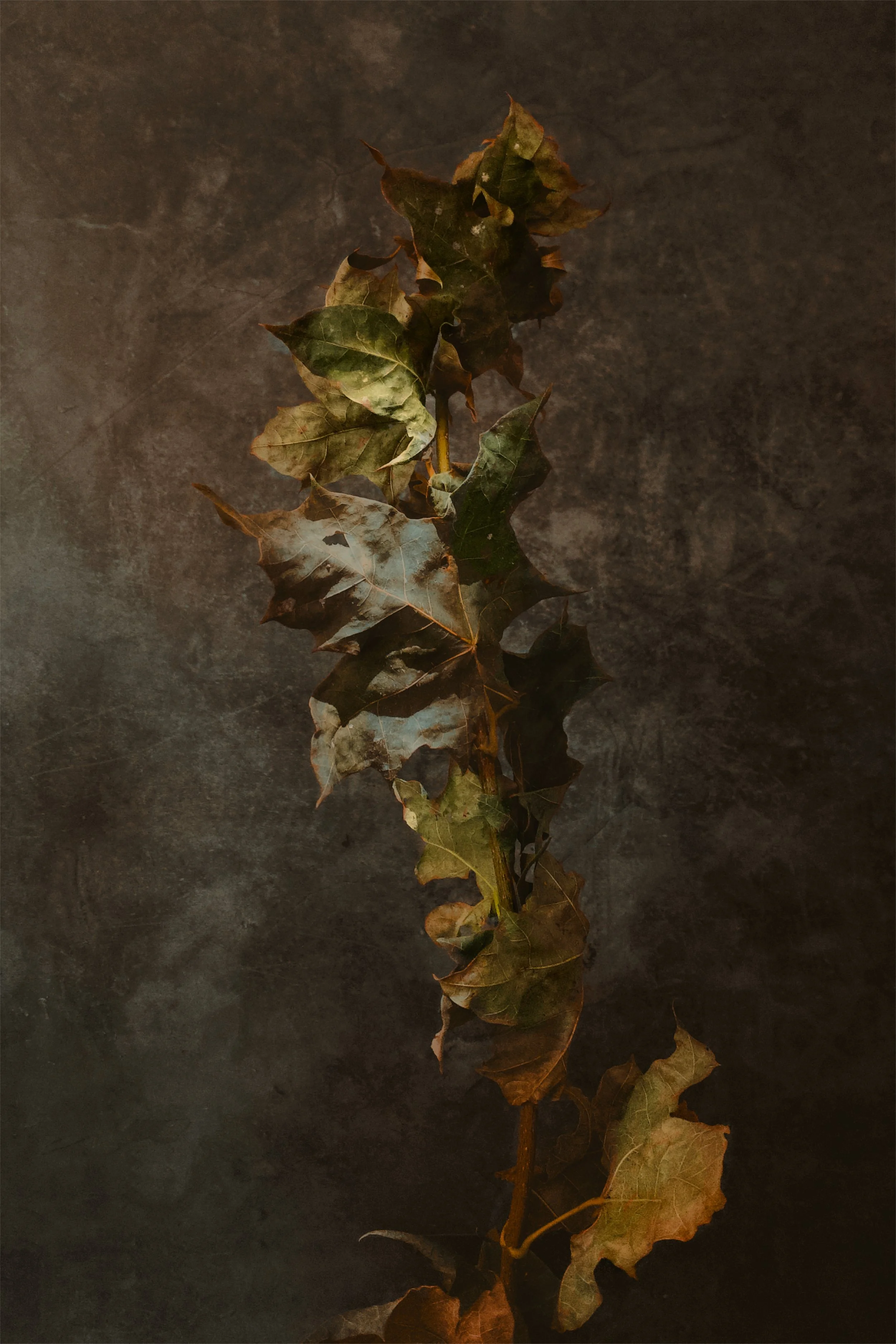 A dried, brown, and green vine with leaves on a dark, textured background.