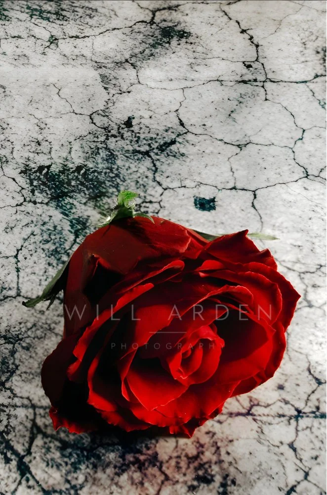 Red Rose 1