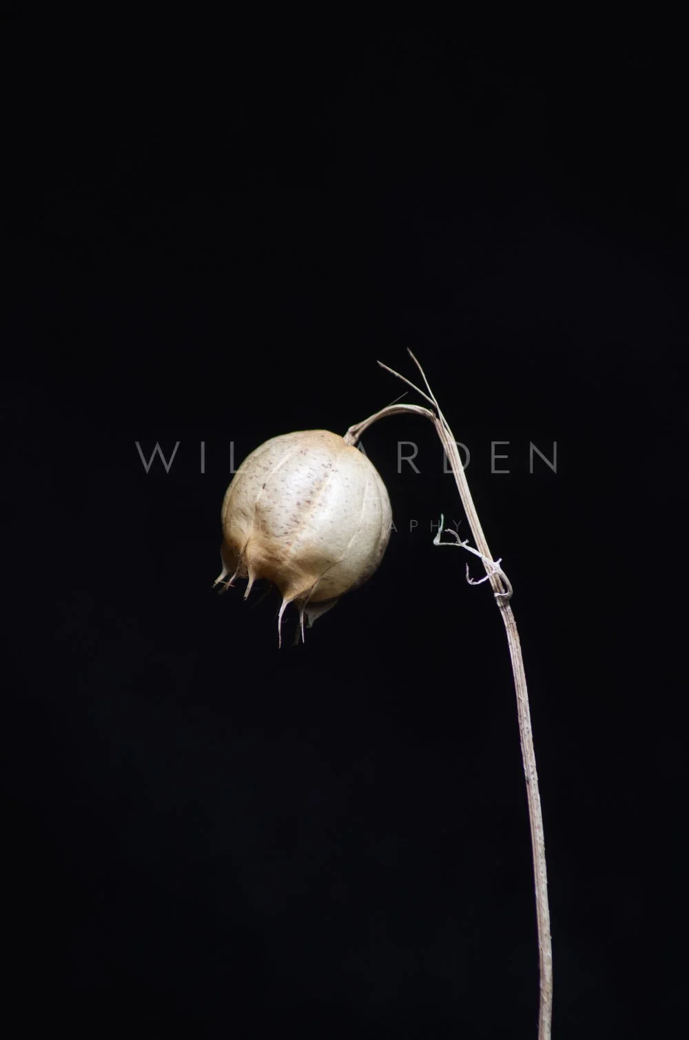 Seedpods 1