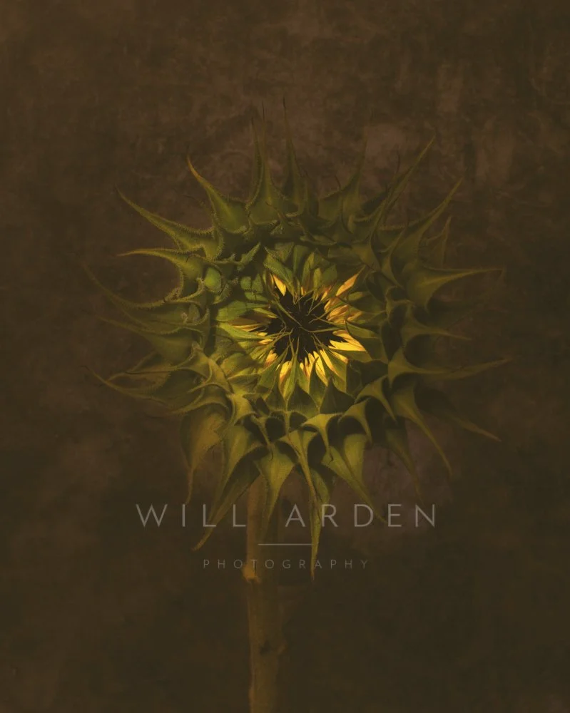 Opening Sunflower