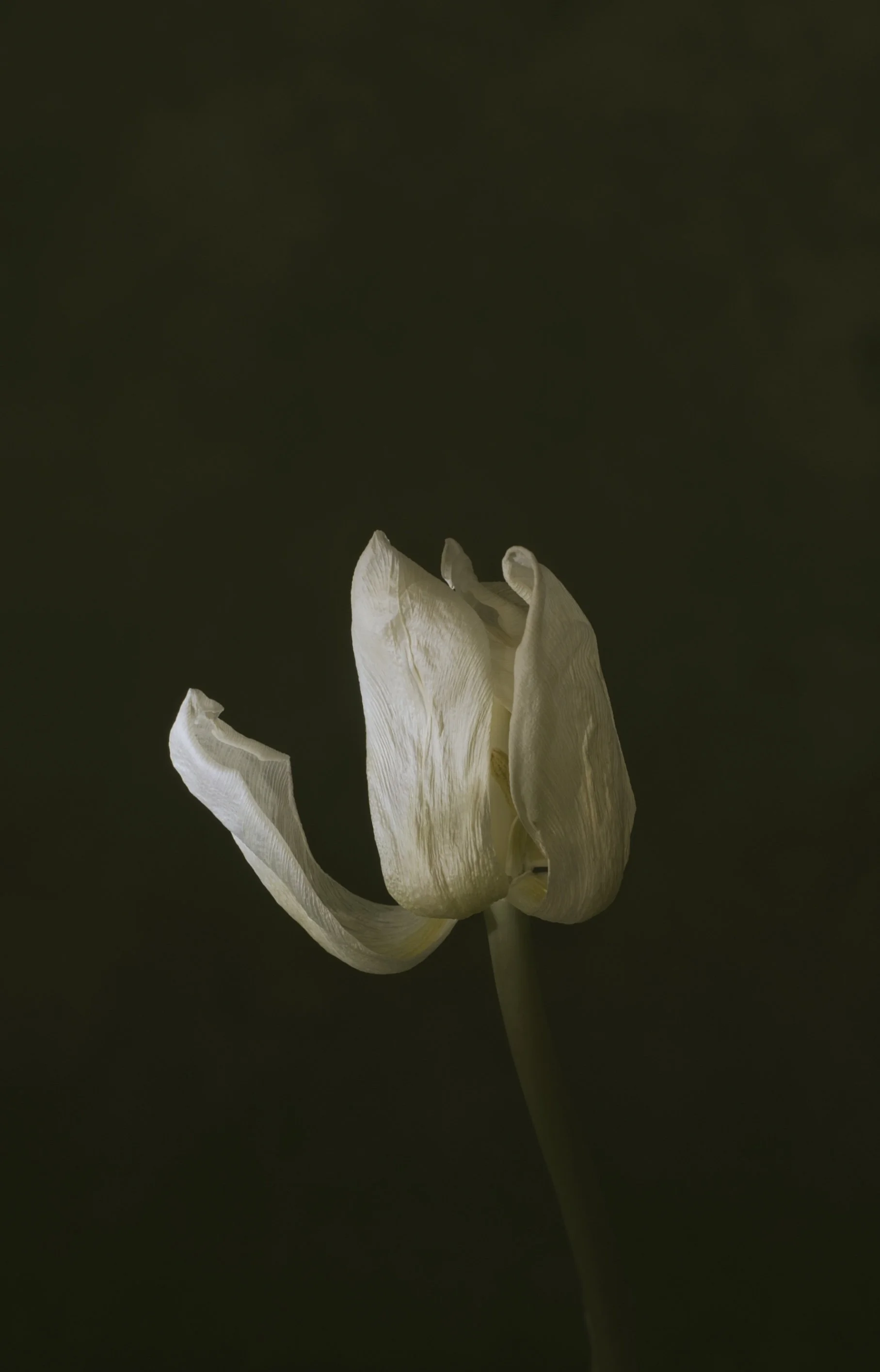 Close-up portrait of a white tulip flower with a dark background.