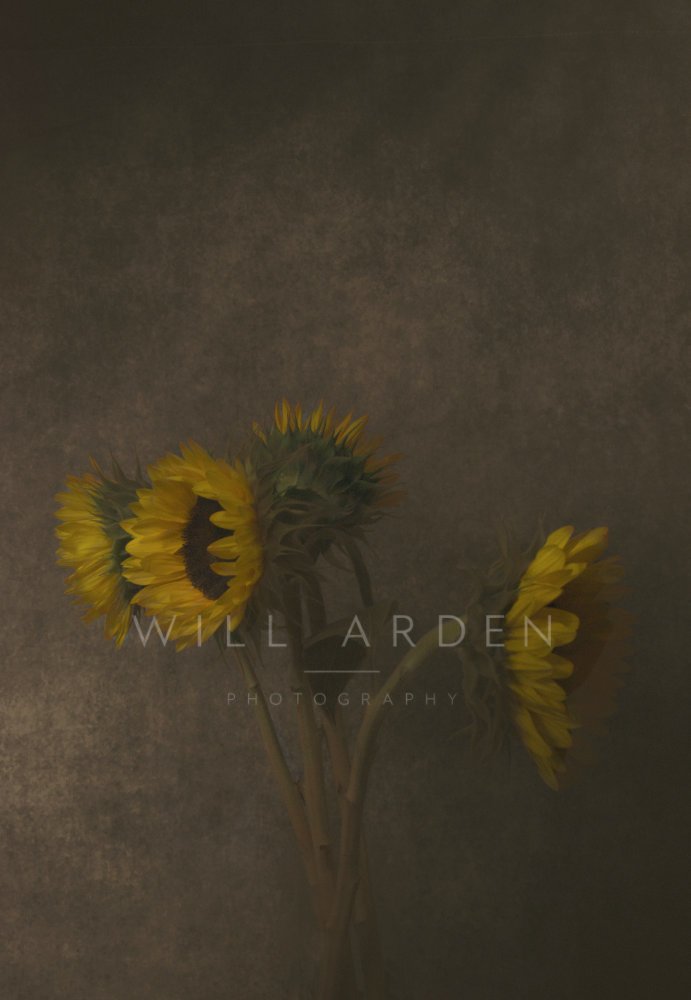 Sunflowers #2