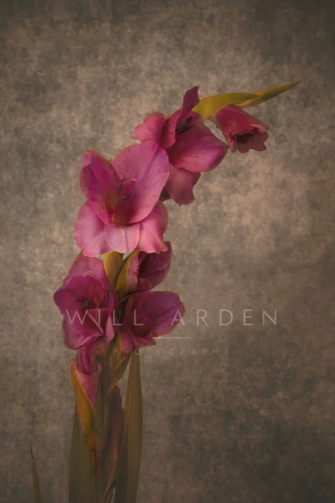 Gladioli #4