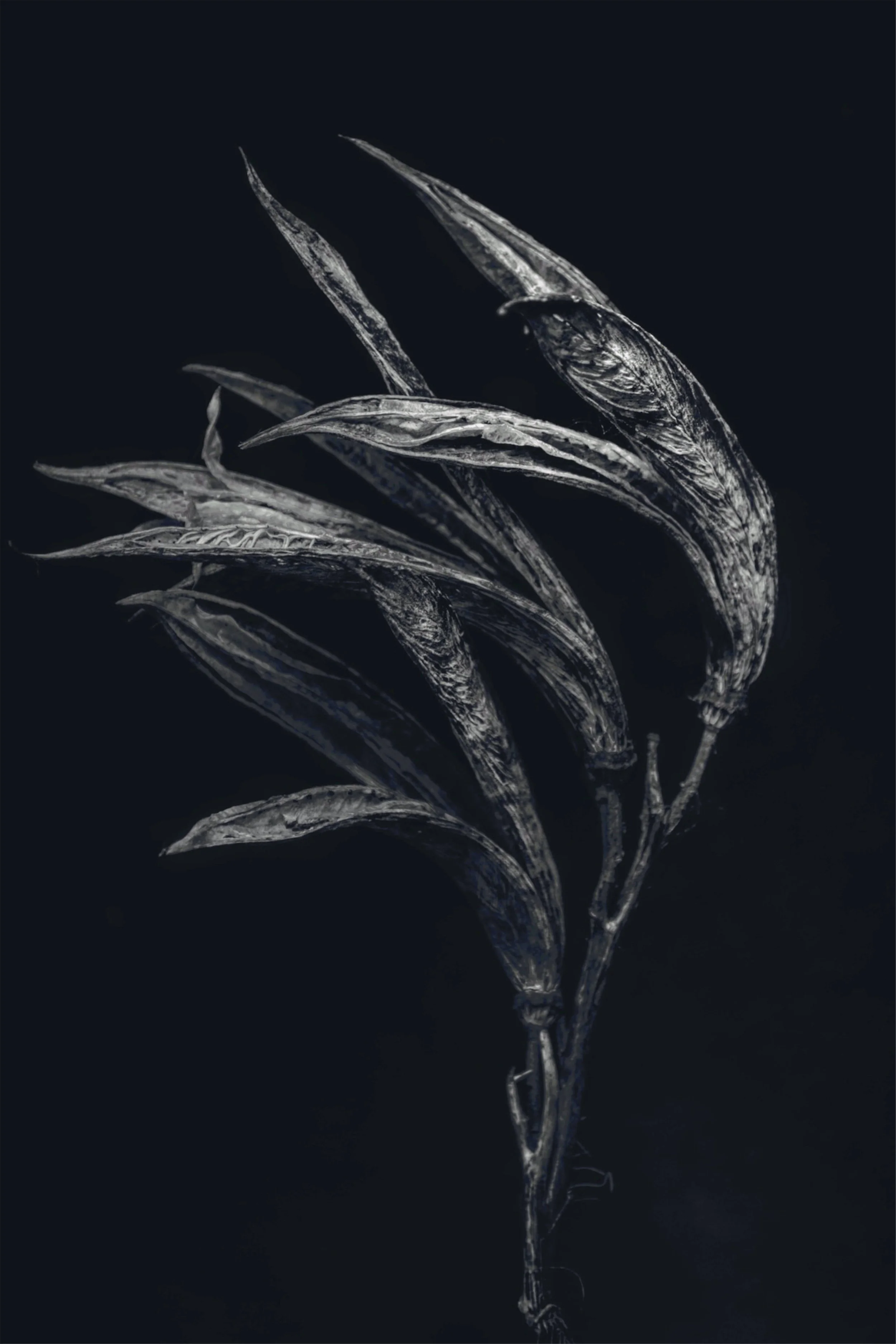 Black and white photograph of a plant with elongated, pointed leaves against a dark background.