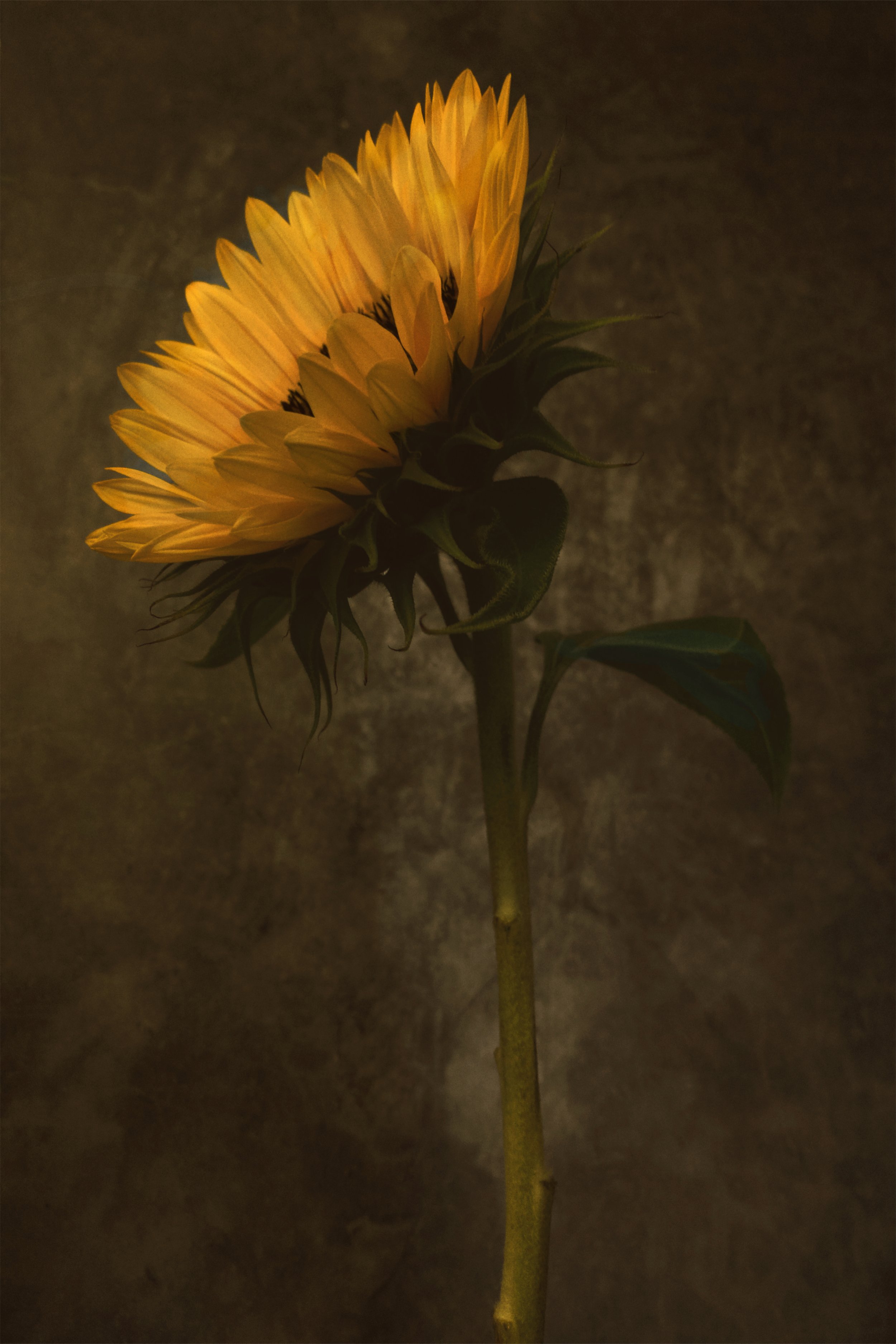 A single sunflower with yellow petals against a dark background.