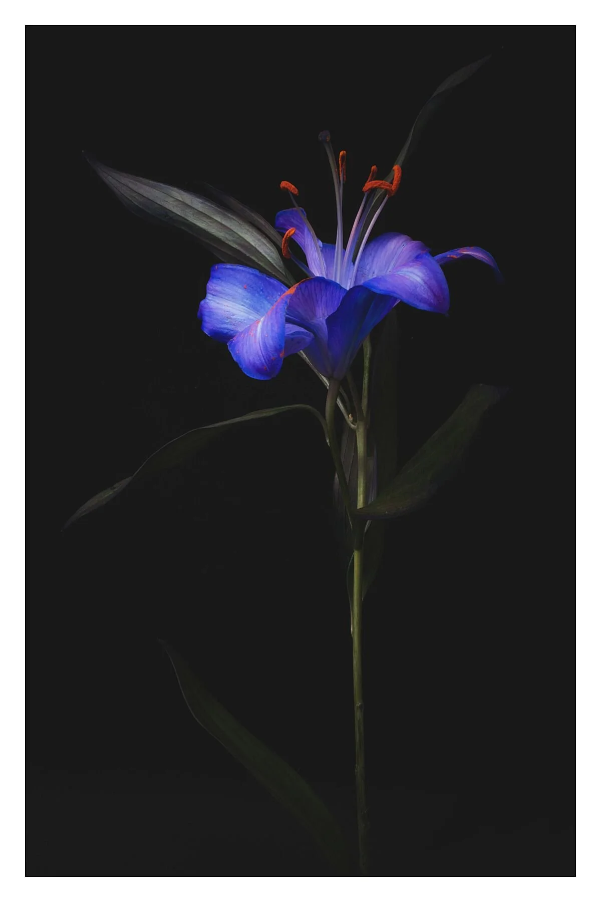 A single blue and purple flower with black and green leaves against a dark background.