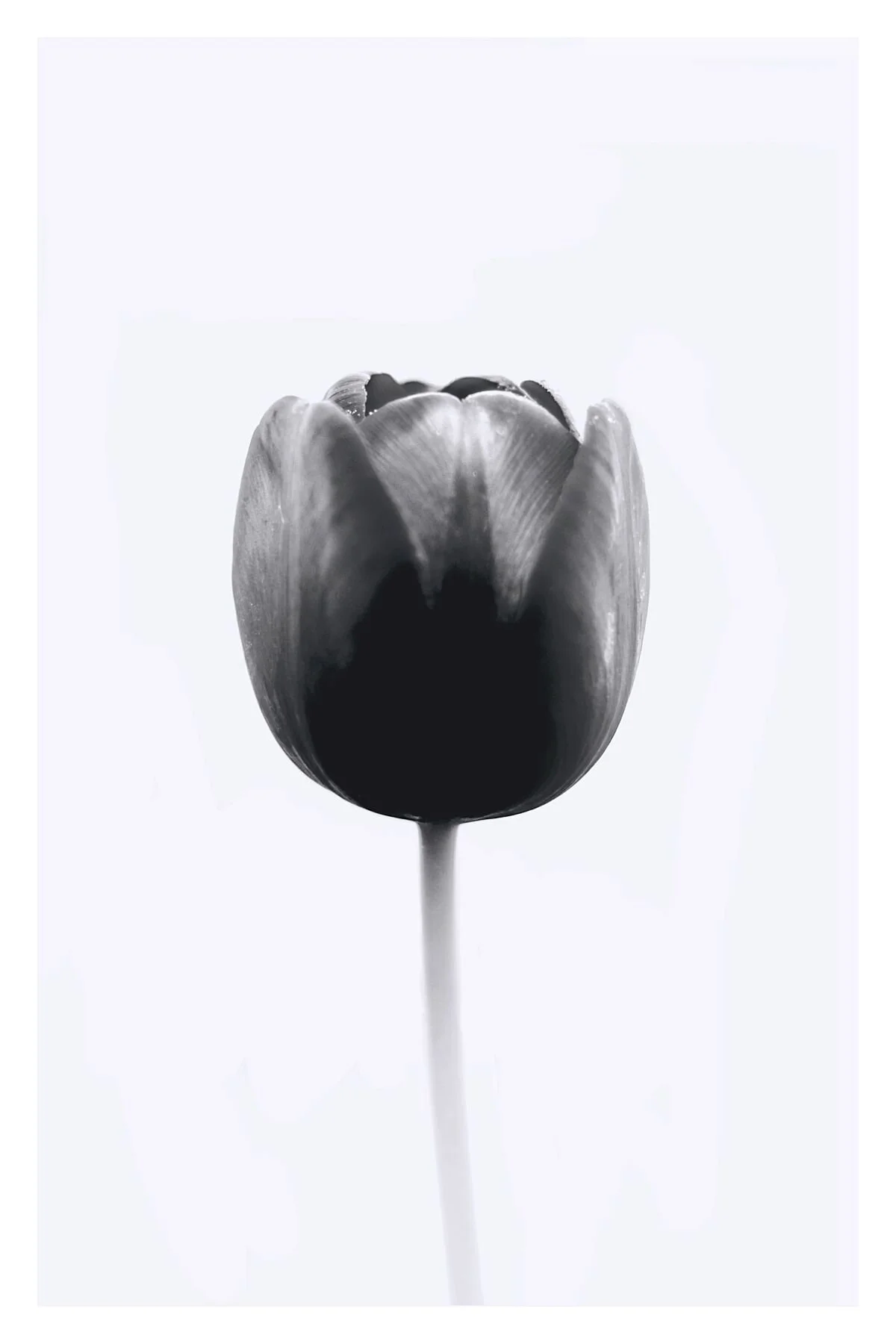 Tulip