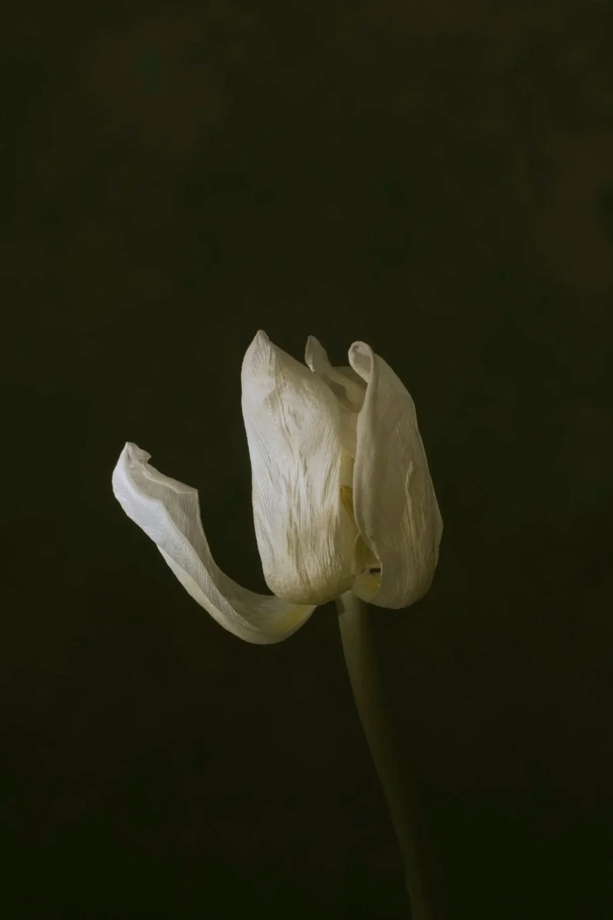 A white tulip with a petal falling