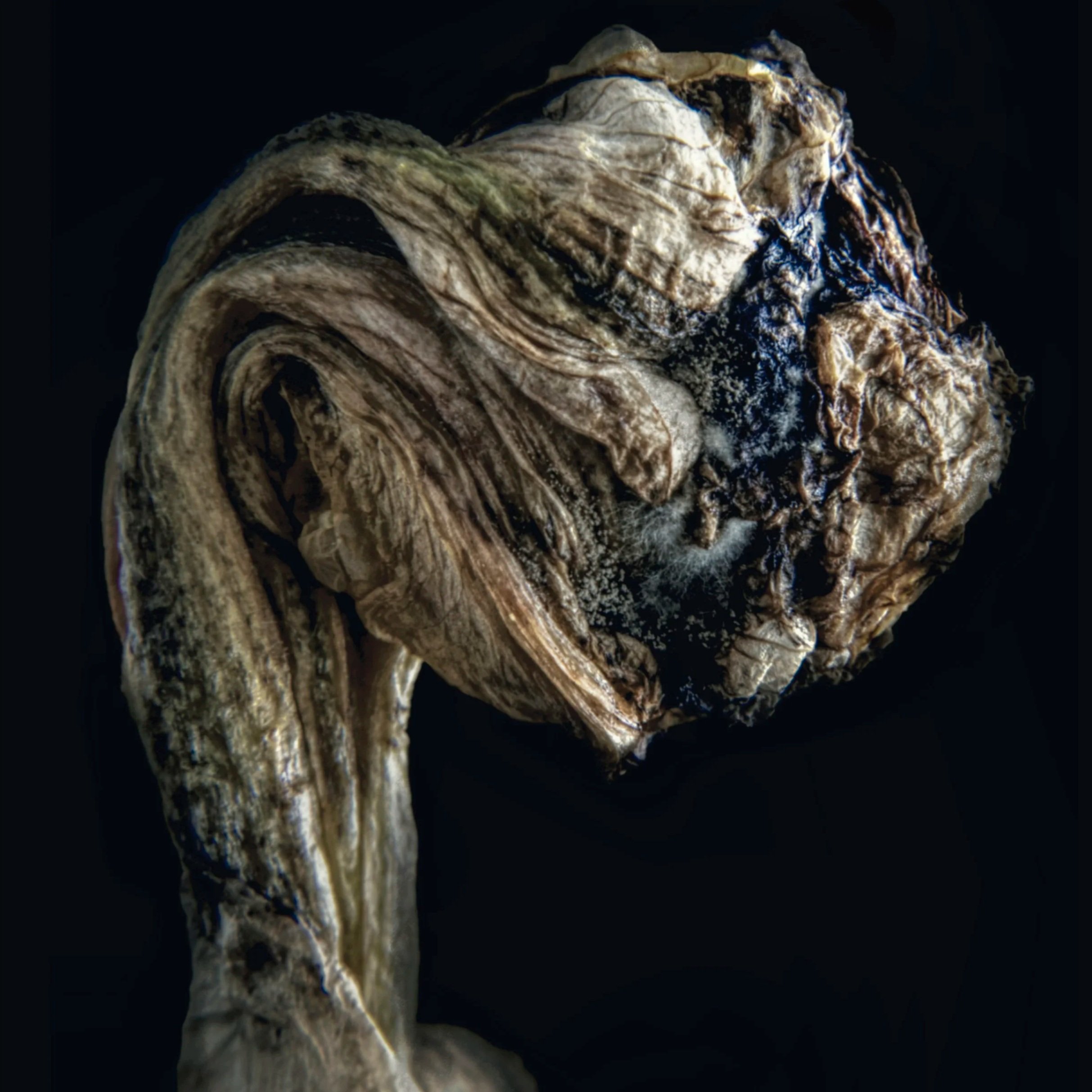 Close-up of a weathered, twisted piece of driftwood or tree root with a dark background.