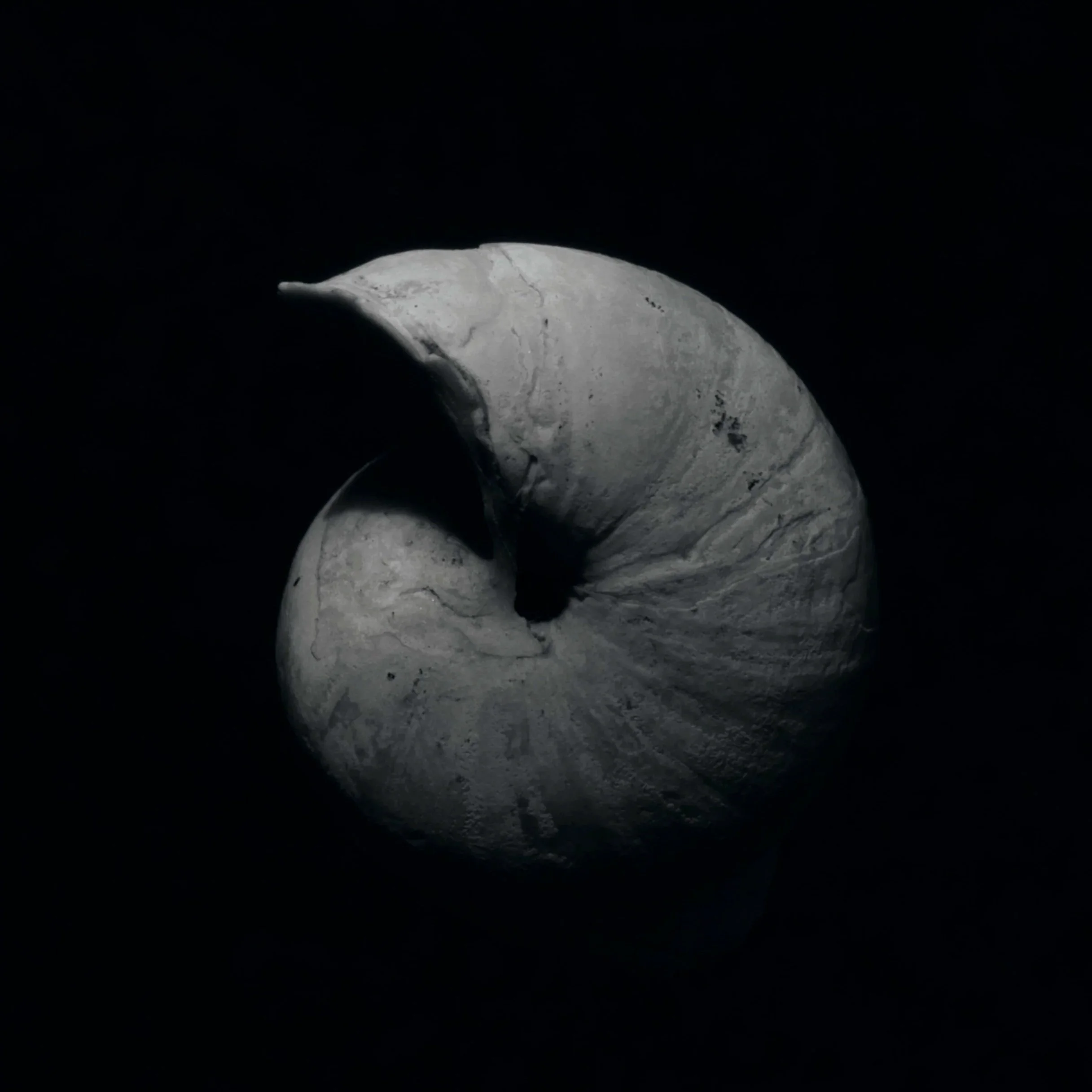 Close-up of whale bones or skull, illuminated against a dark background.