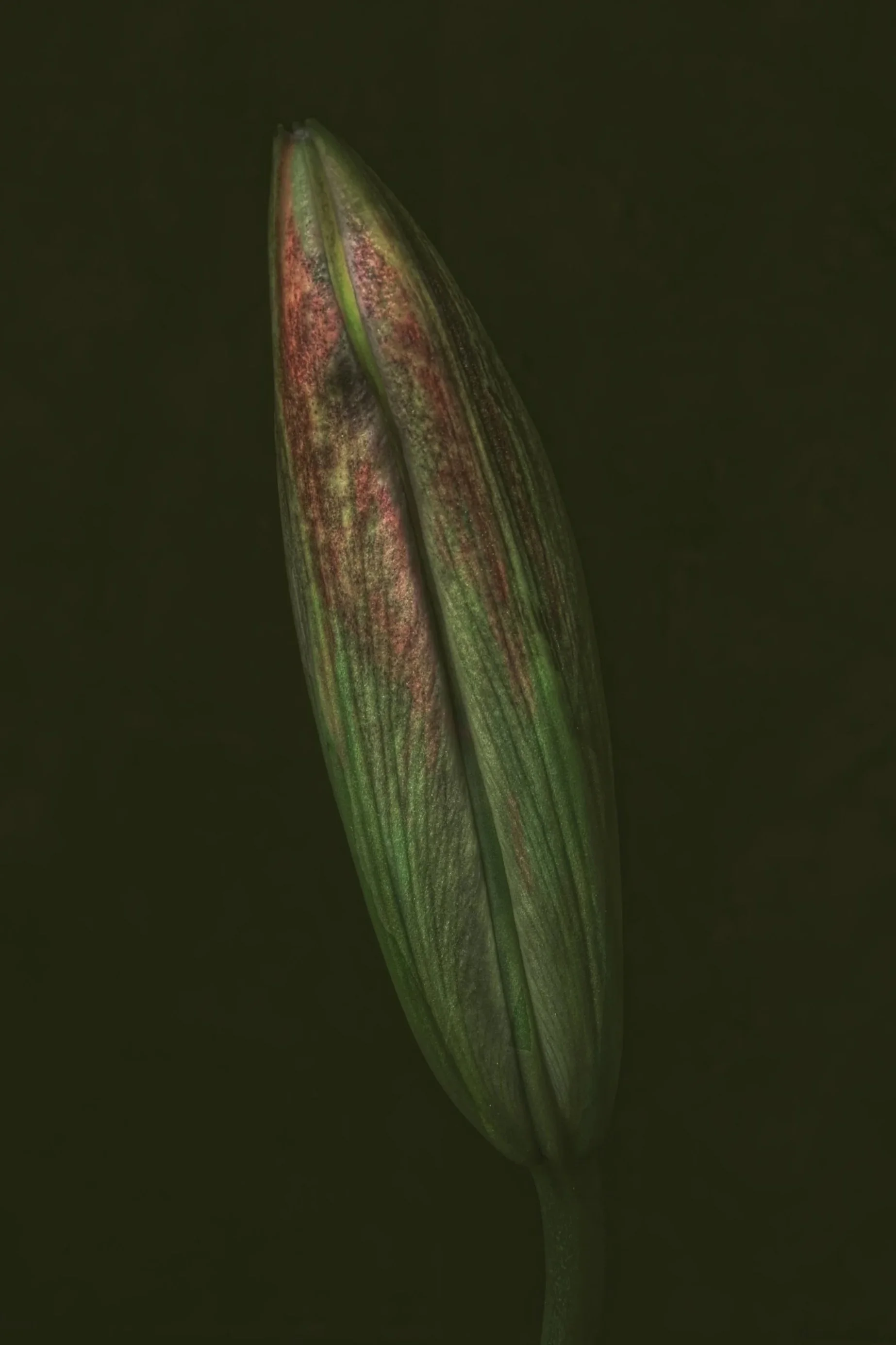 A dark photo showing the bud of an iris