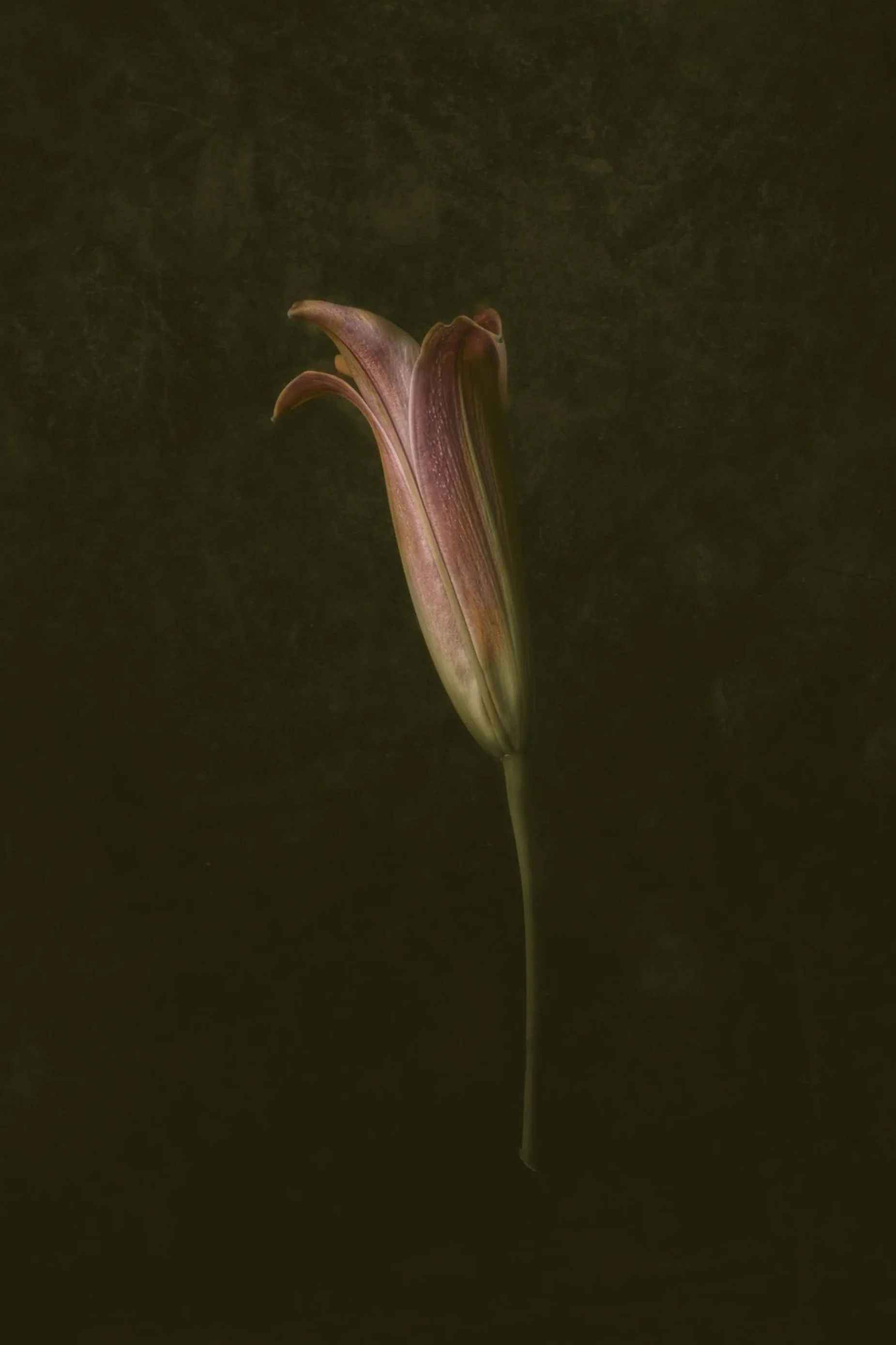 An iris flower beginning to open. Still life photo